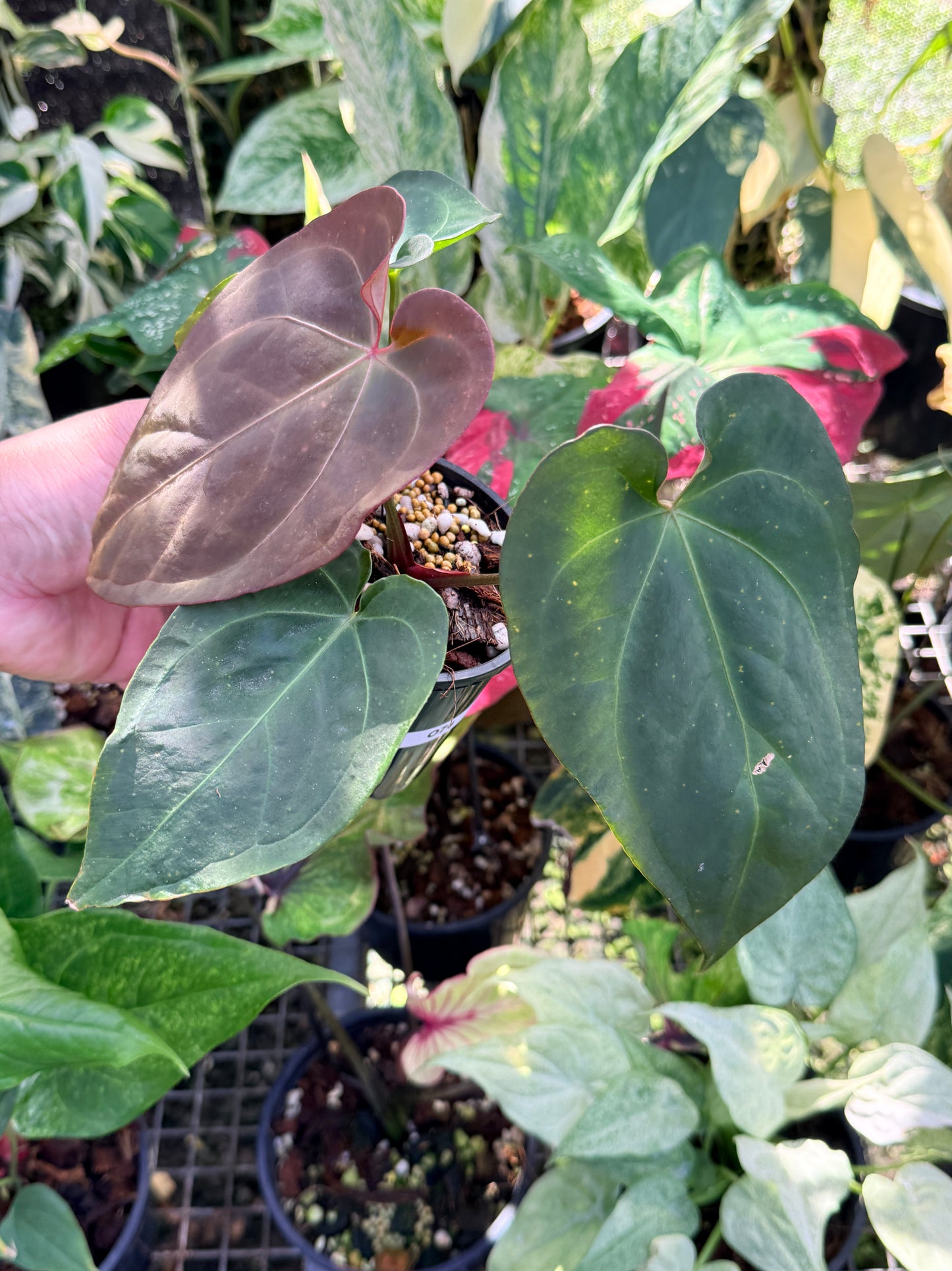 Anthurium Hybrid O74