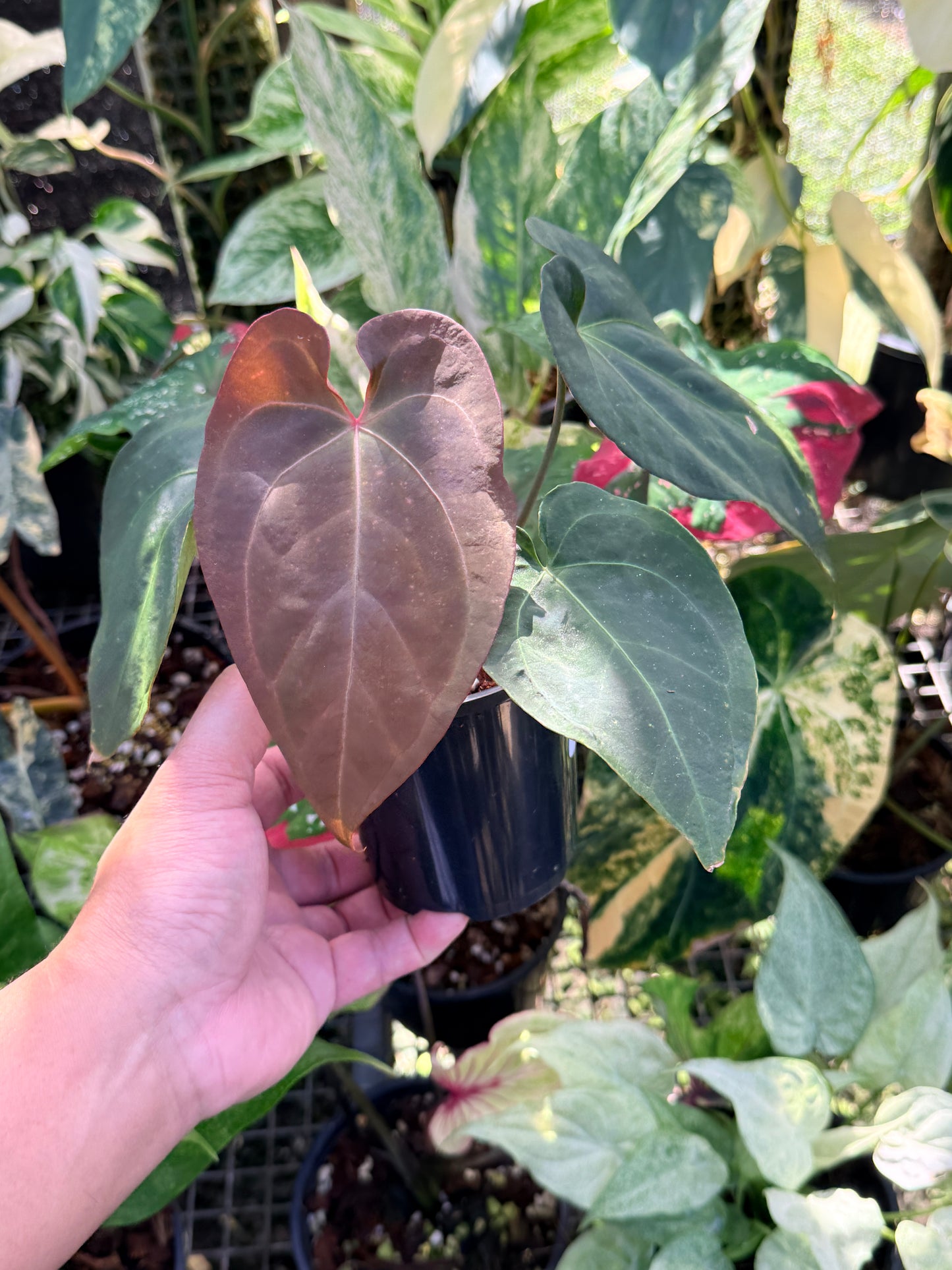 Anthurium Hybrid O74
