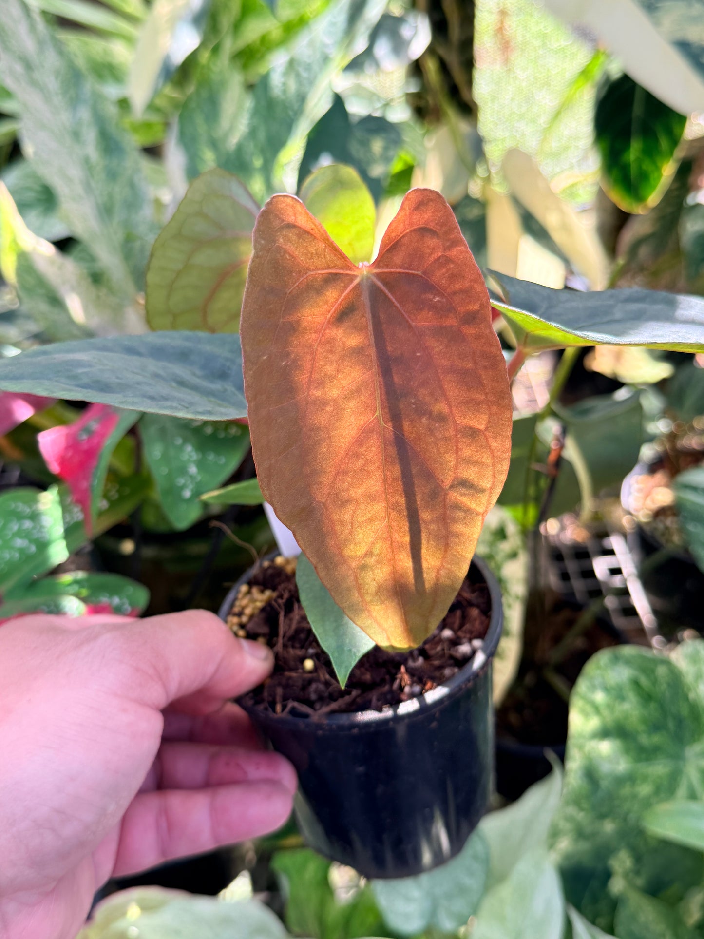 Anthurium  Papillilaminum x Dressleri (JS) x  Papillilaminum x RVDP O75