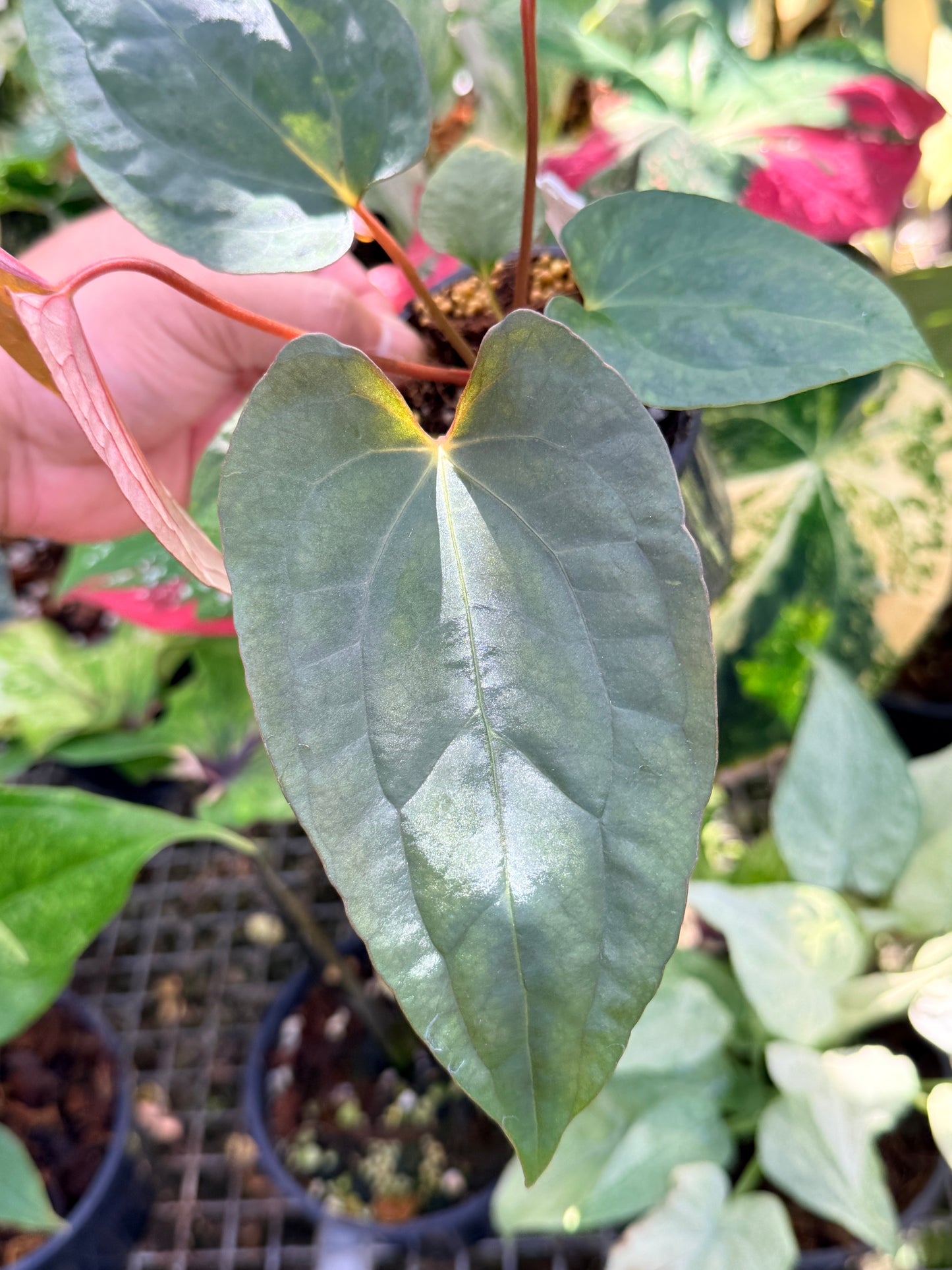 Anthurium  Papillilaminum x Dressleri (JS) x  Papillilaminum x RVDP O75