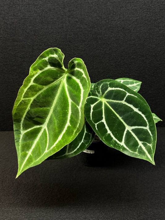 Anthurium crystallinium Hybrid Ruffled Edge N18