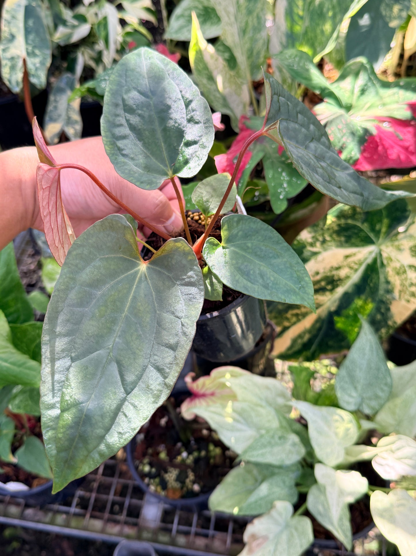 Anthurium  Papillilaminum x Dressleri (JS) x  Papillilaminum x RVDP O75