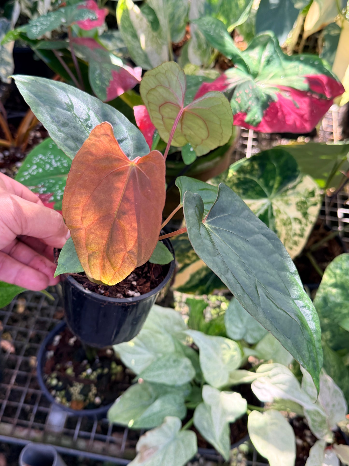 Anthurium  Papillilaminum x Dressleri (JS) x  Papillilaminum x RVDP O75