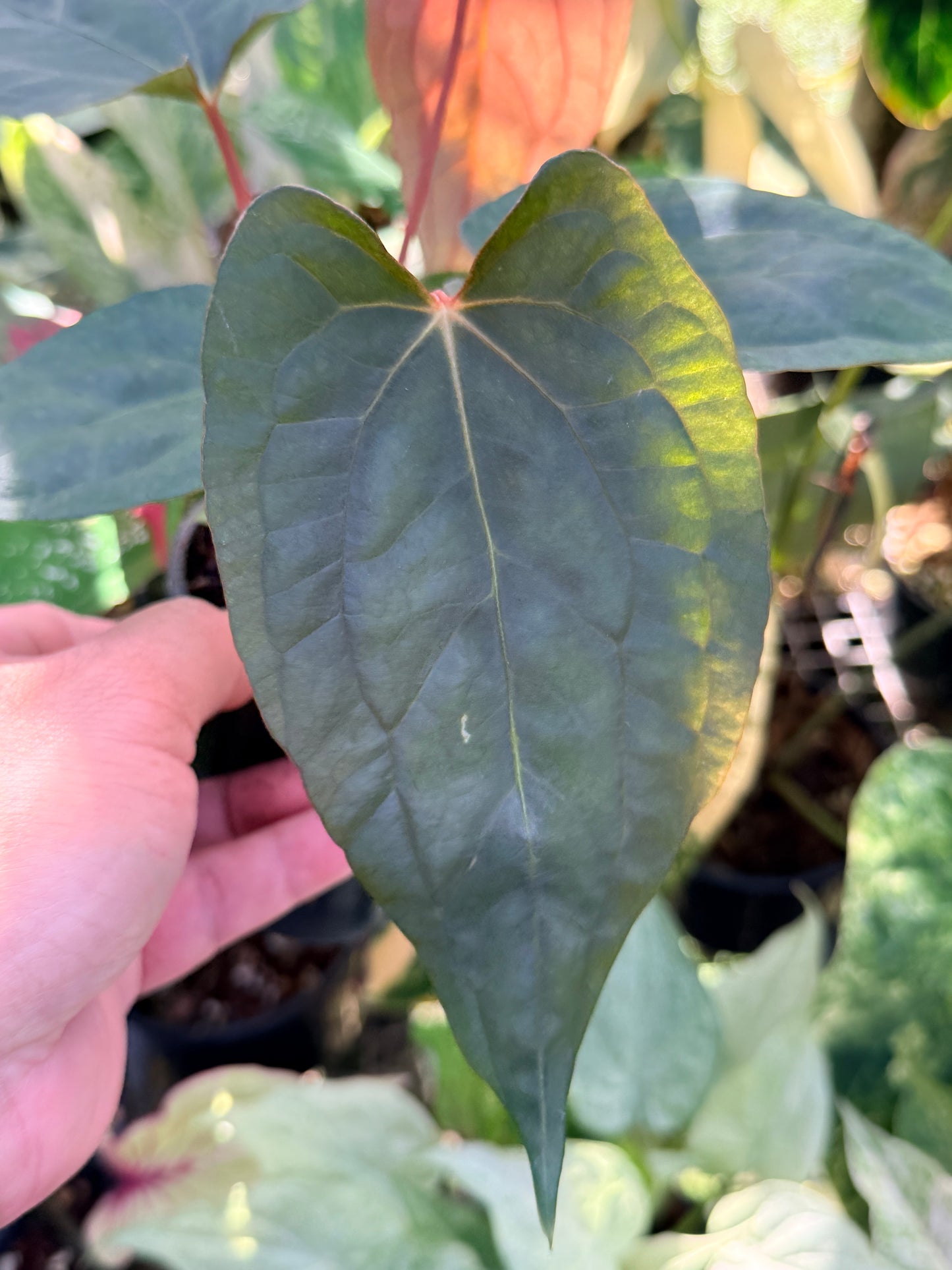 Anthurium  Papillilaminum x Dressleri (JS) x  Papillilaminum x RVDP O75
