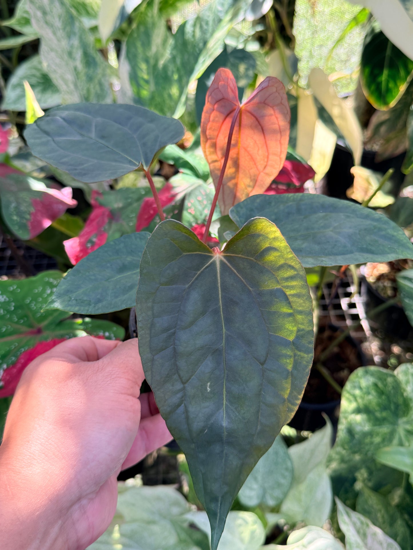 Anthurium  Papillilaminum x Dressleri (JS) x  Papillilaminum x RVDP O75