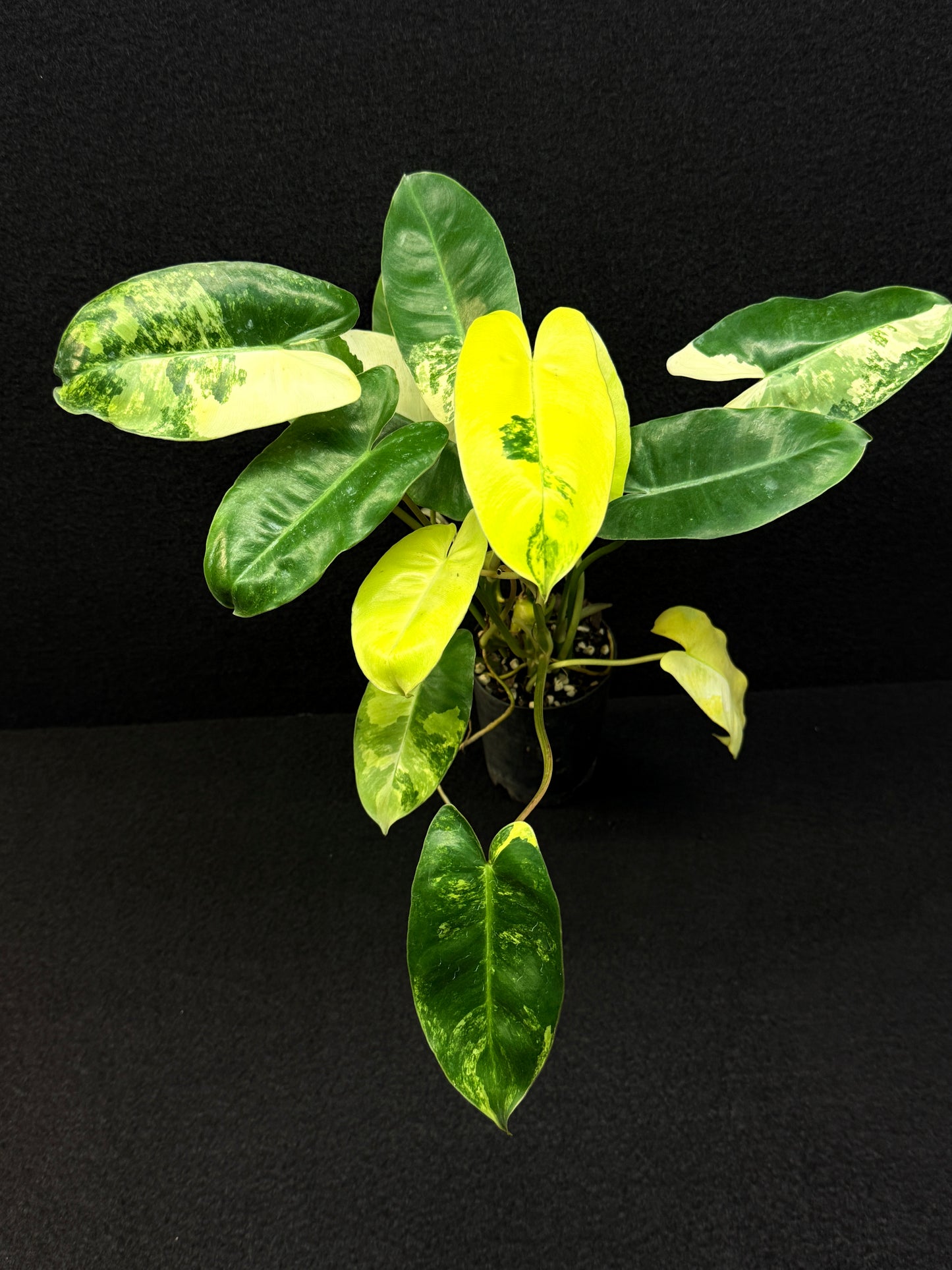 Philodendron Burle Marx Variegata - Best Pick of the Crop!