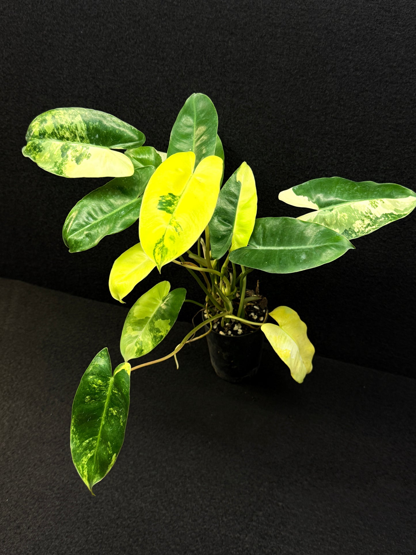 Philodendron Burle Marx Variegata - Best Pick of the Crop!