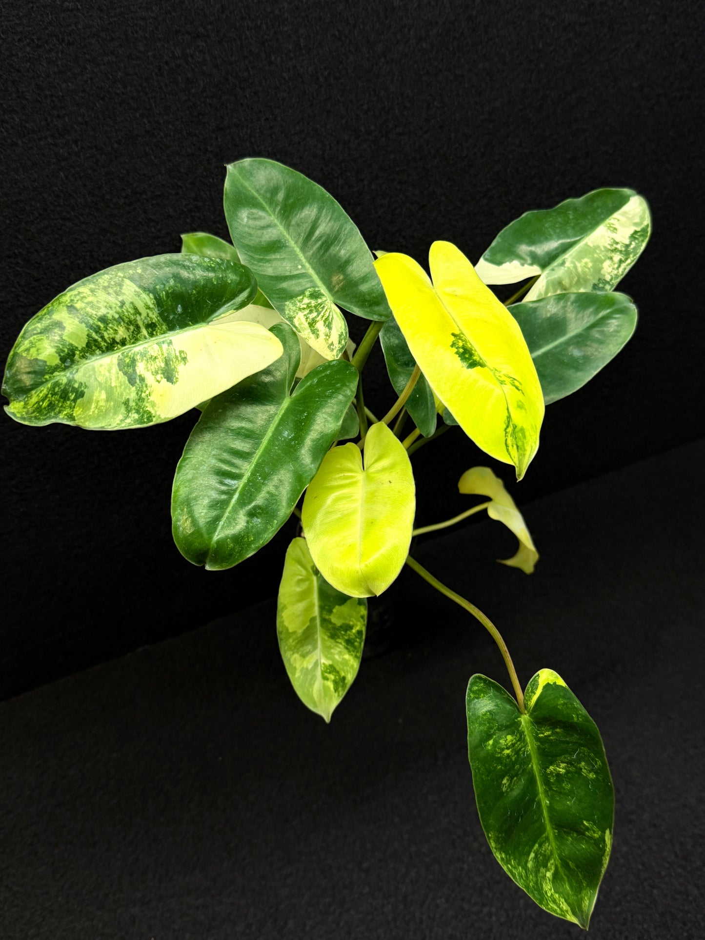 Philodendron Burle Marx Variegata - Best Pick of the Crop!