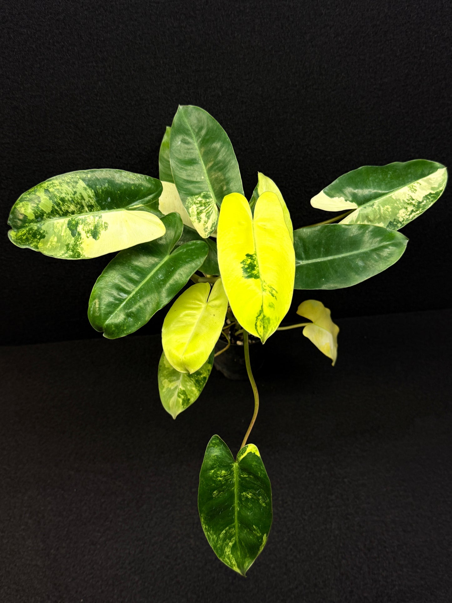 Philodendron Burle Marx Variegata - Best Pick of the Crop!