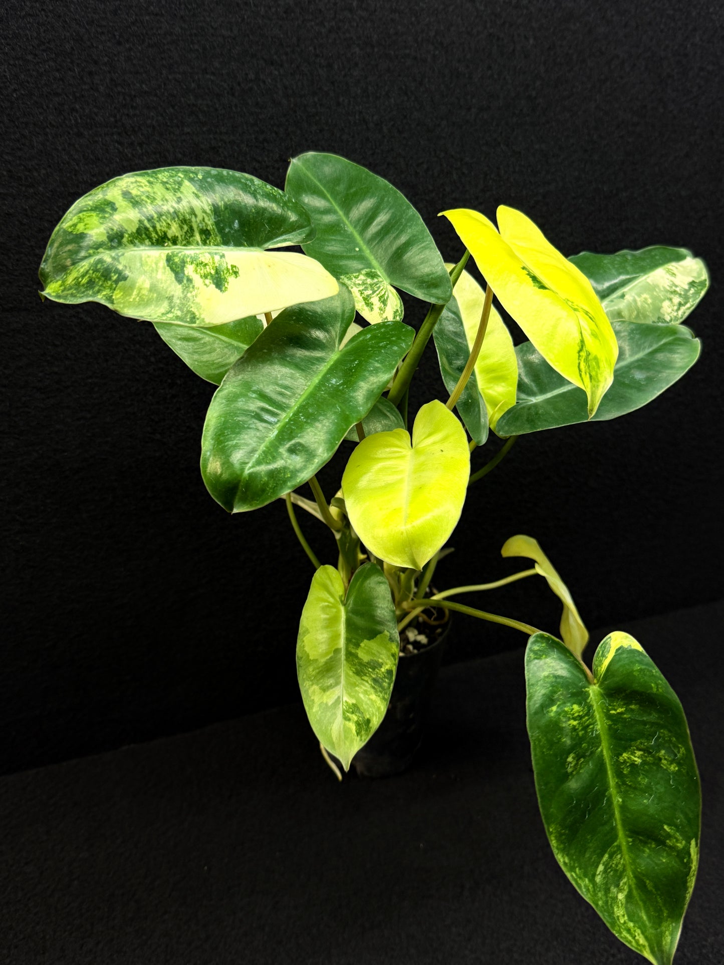 Philodendron Burle Marx Variegata - Best Pick of the Crop!