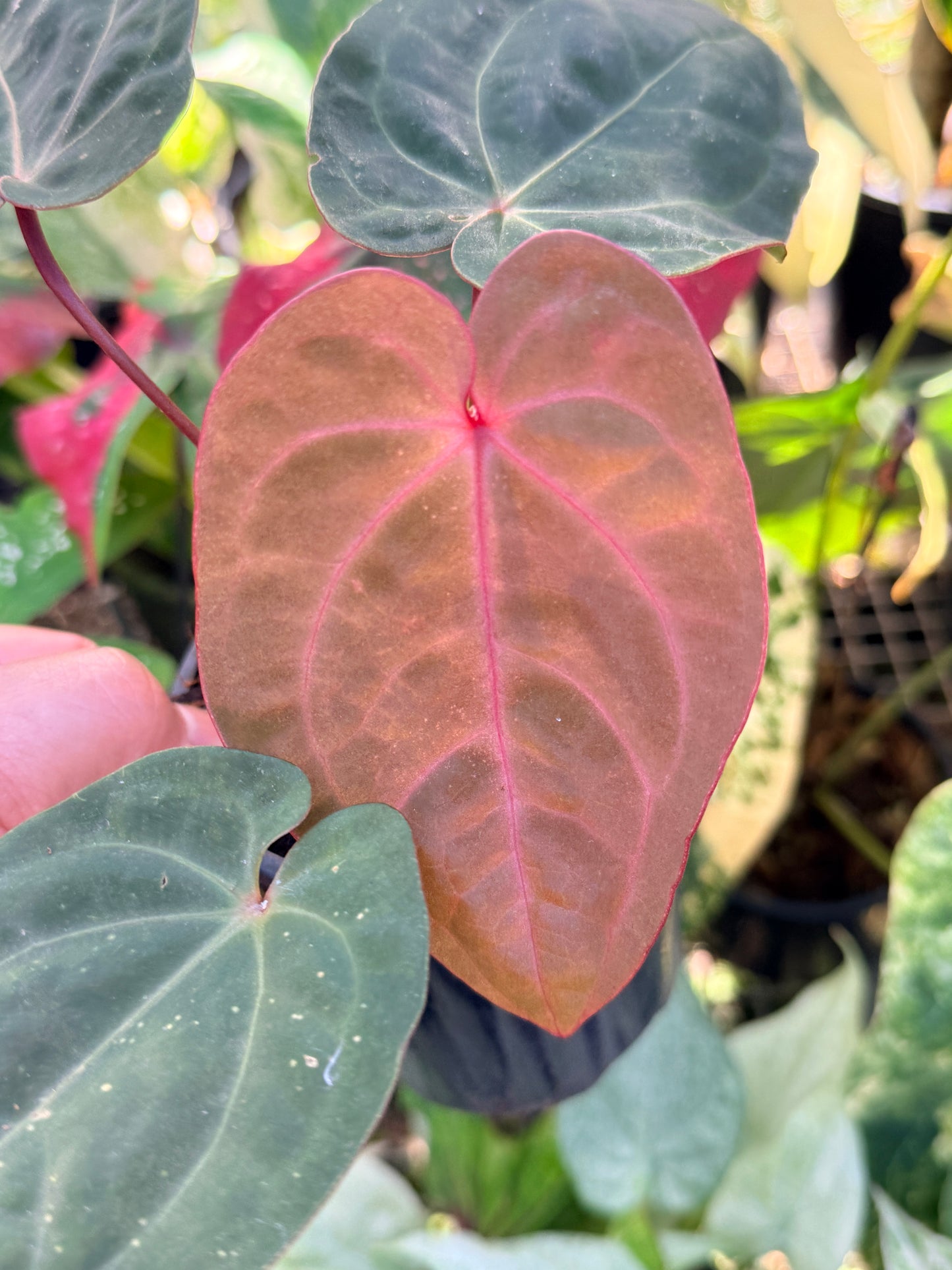 Anthurium hoffmannii 'Red Sinus' aka Blood Moon O76
