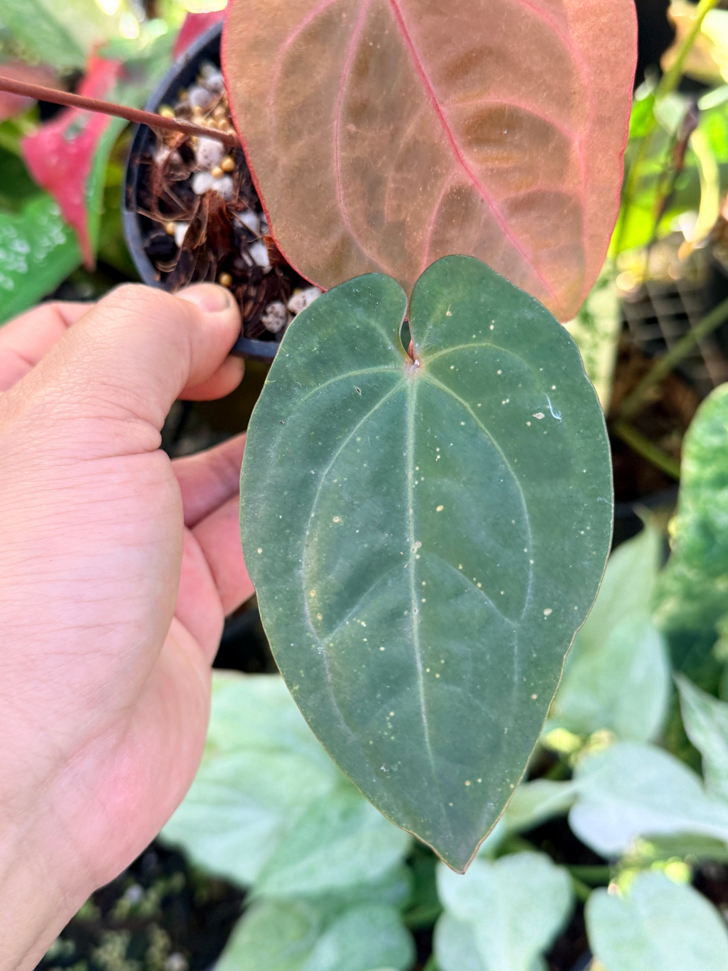Anthurium hoffmannii 'Red Sinus' aka Blood Moon O76