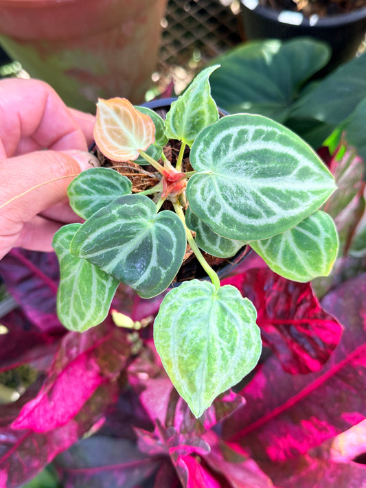 Anthurium crystallinum 'Dorayaki Miniature' O77