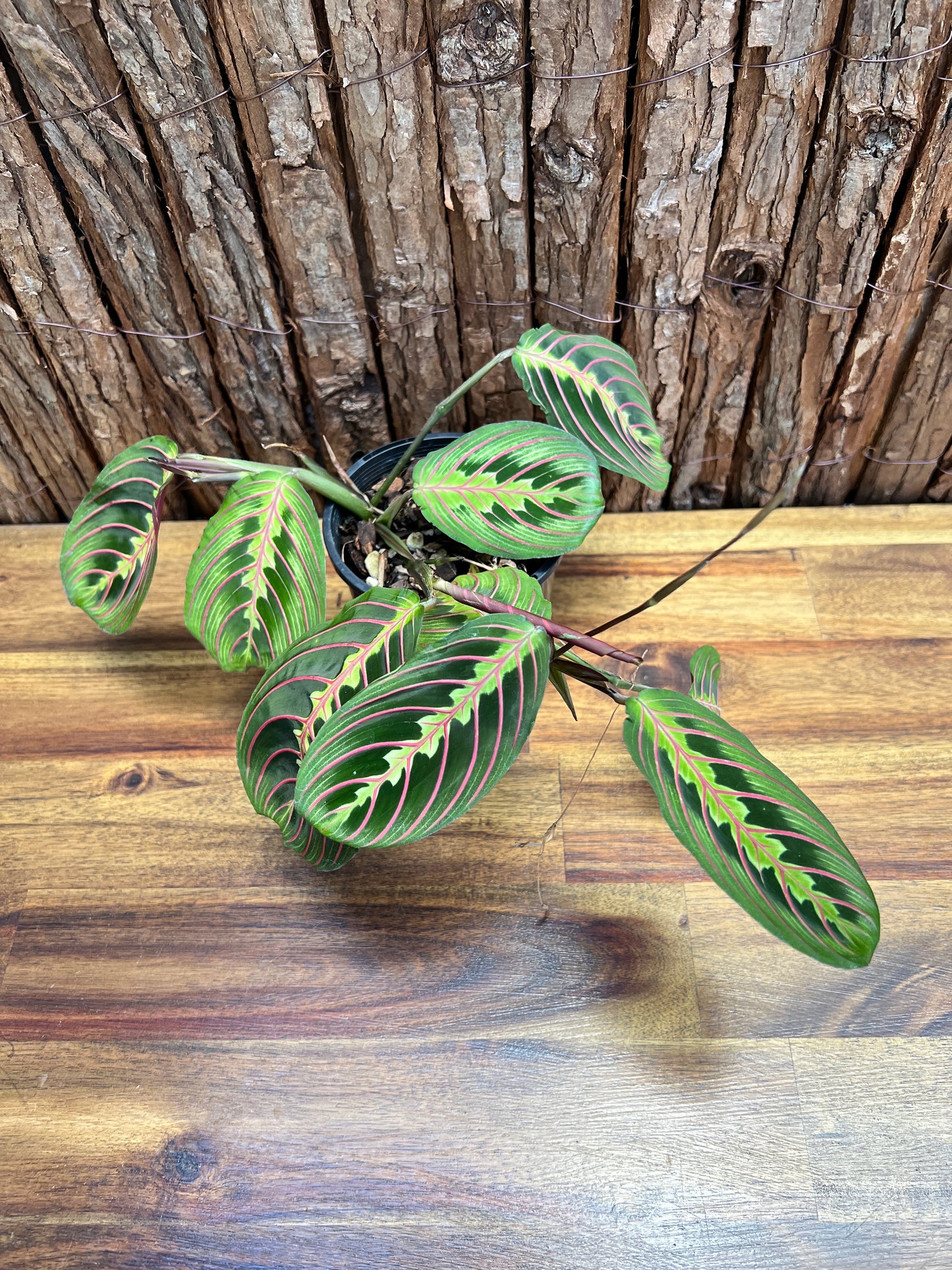 Maranta leuconeura var. erythroneura Red Vein Prayer Plant CL97