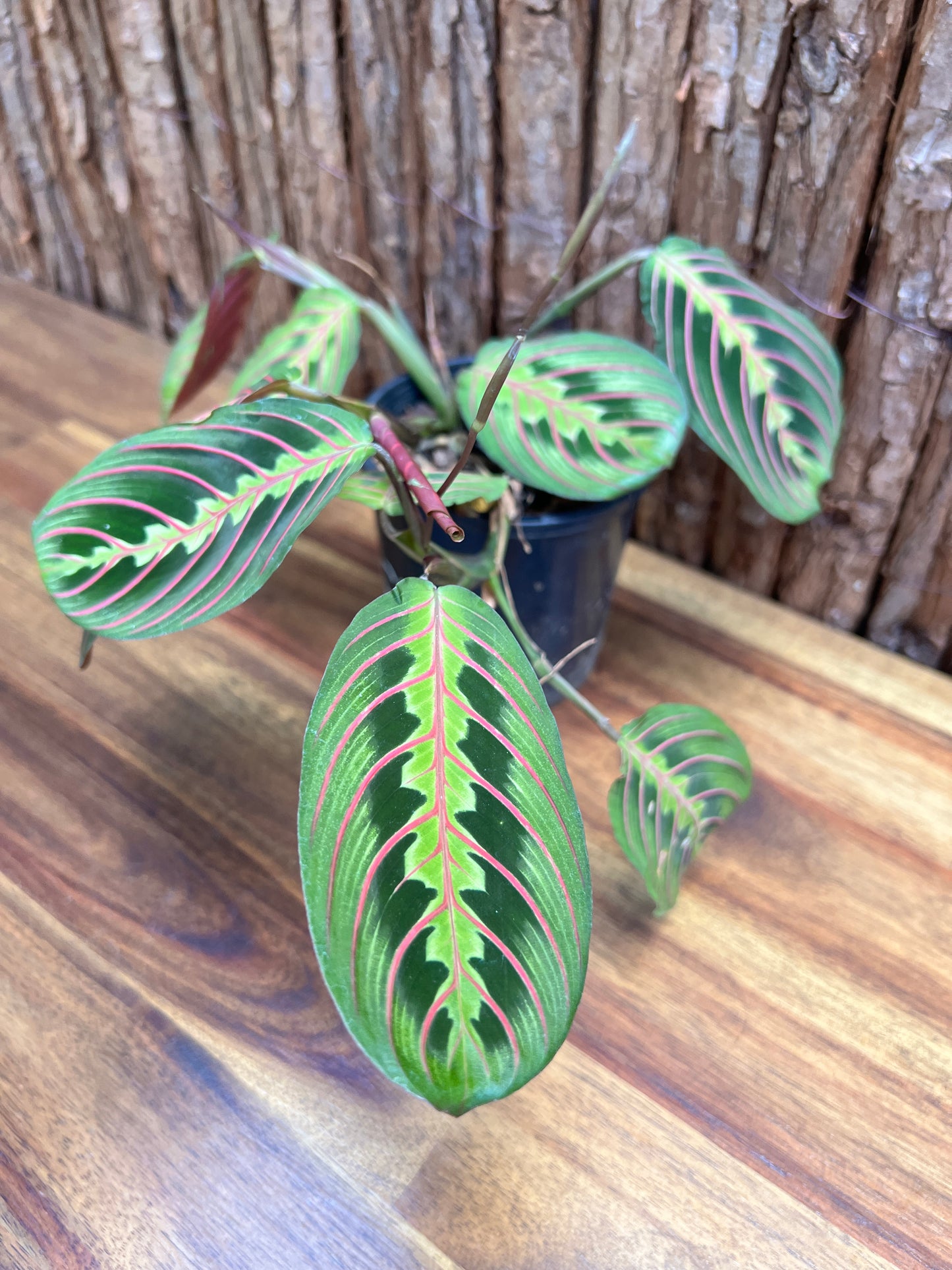 Maranta leuconeura var. erythroneura Red Vein Prayer Plant CL97