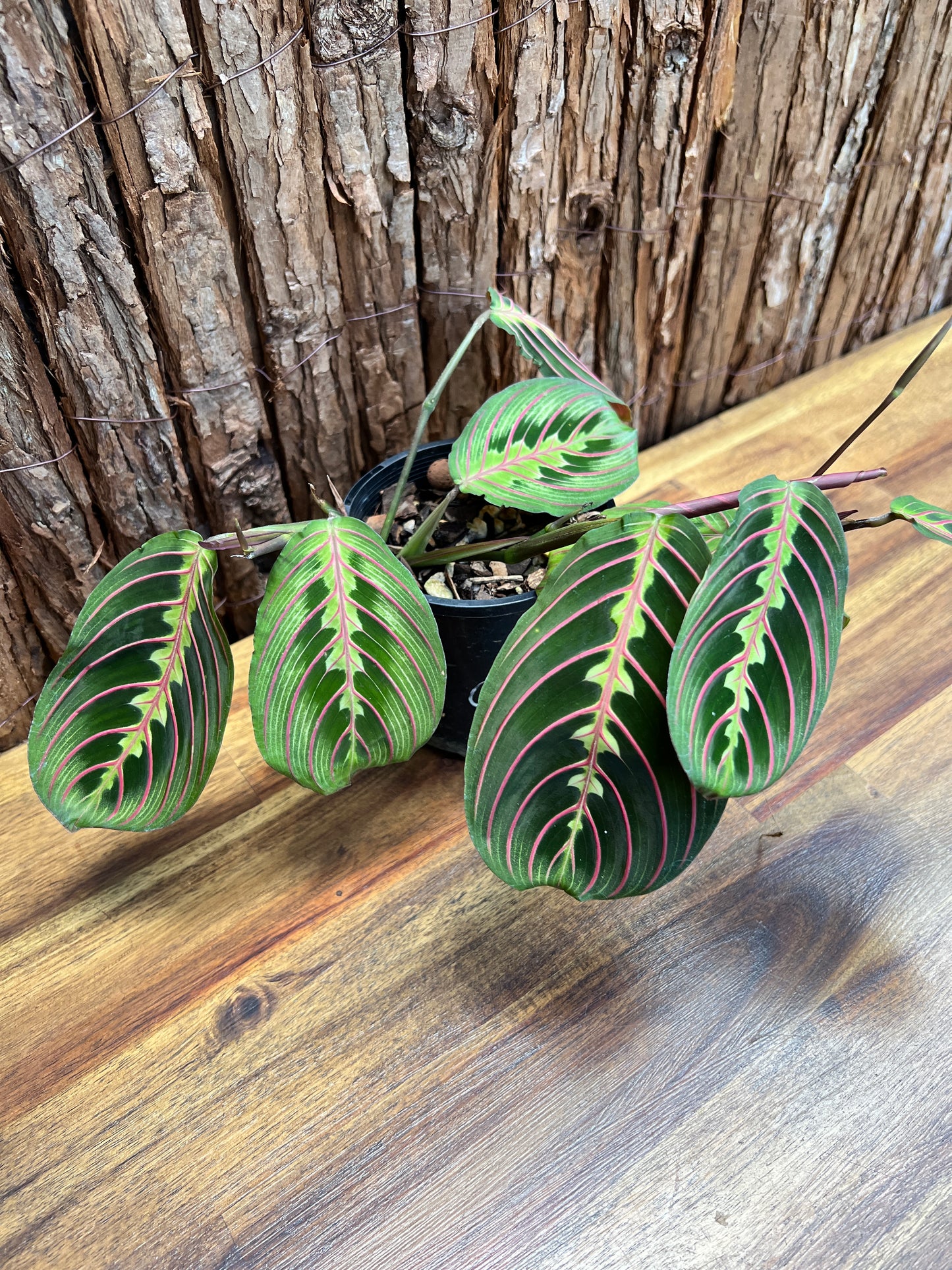 Maranta leuconeura var. erythroneura Red Vein Prayer Plant CL97