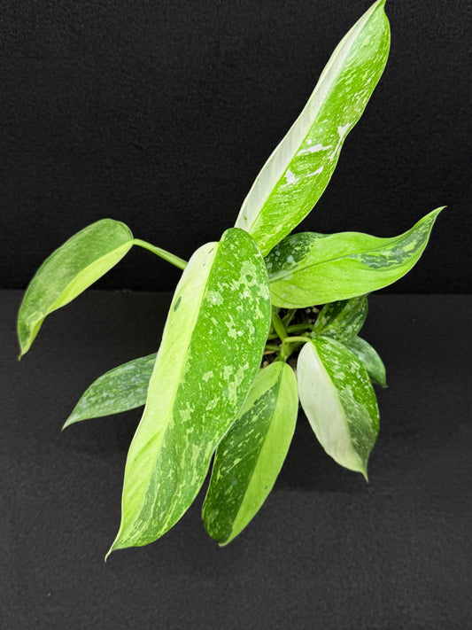 Philodendron 'Jose Buono' - NONTC Double Headed E2