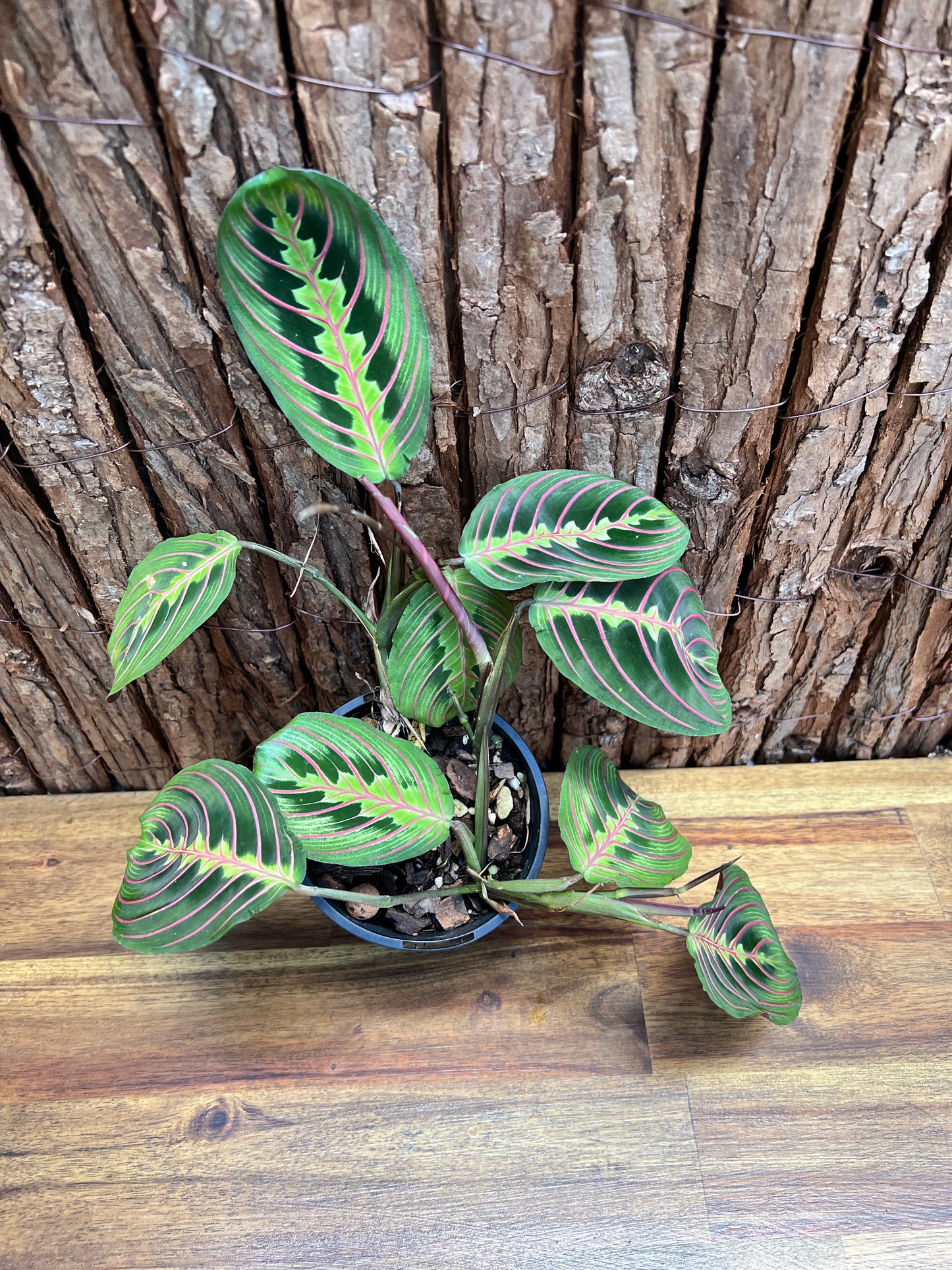 Maranta leuconeura var. erythroneura Red Vein Prayer Plant CL97