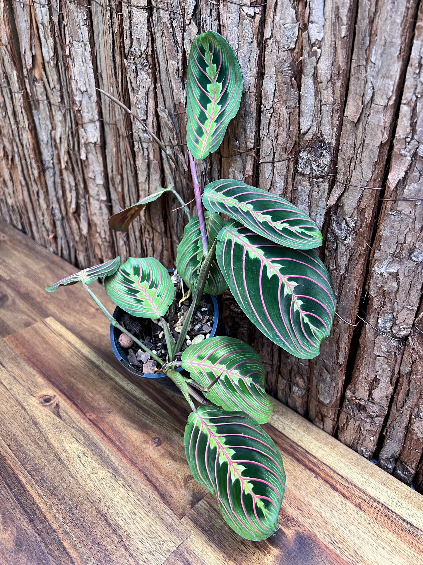 Maranta leuconeura var. erythroneura Red Vein Prayer Plant CL97