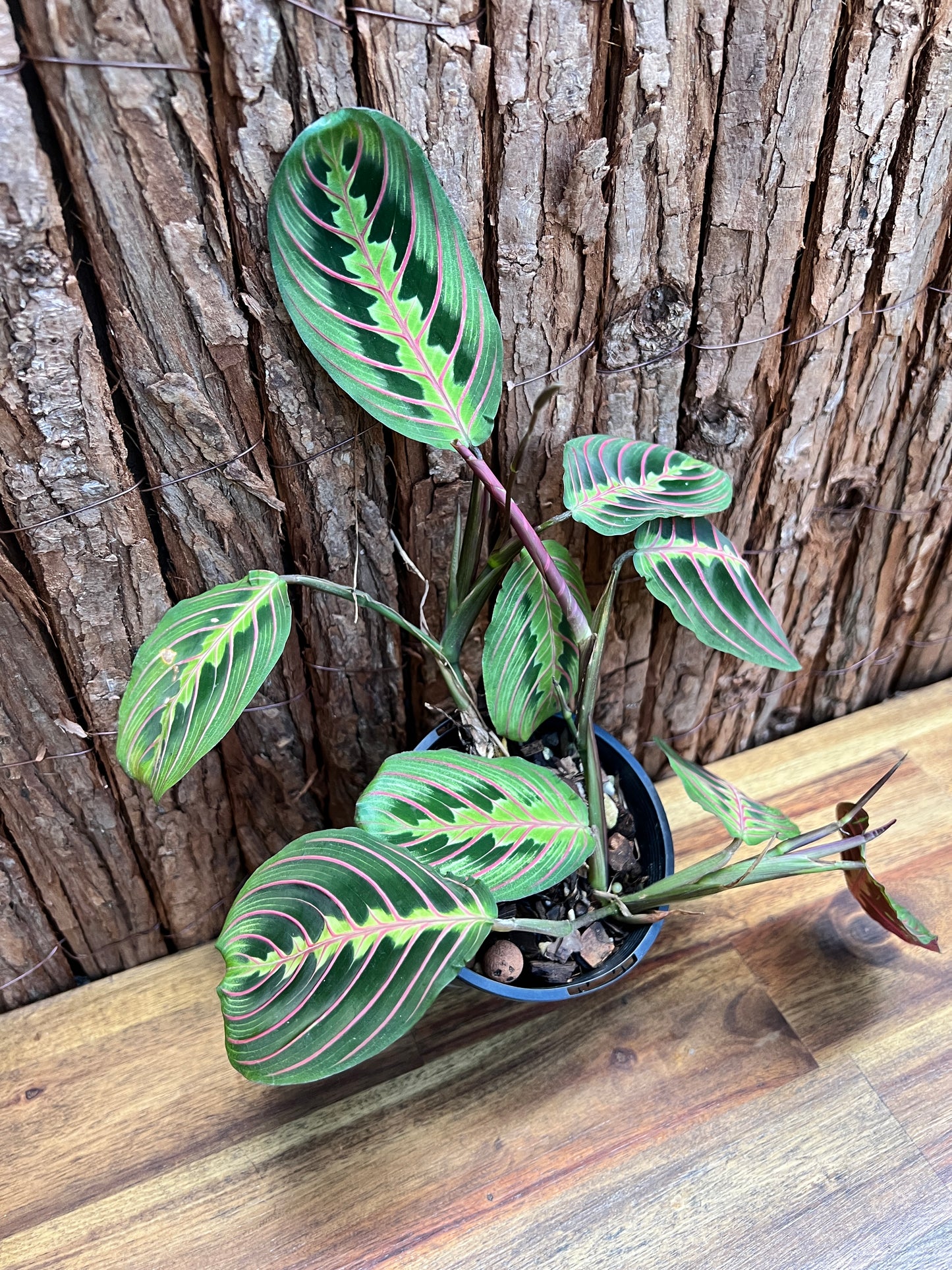 Maranta leuconeura var. erythroneura Red Vein Prayer Plant CL97