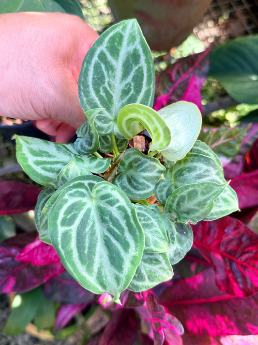 Anthurium crystallinum 'Dorayaki Miniature' O78