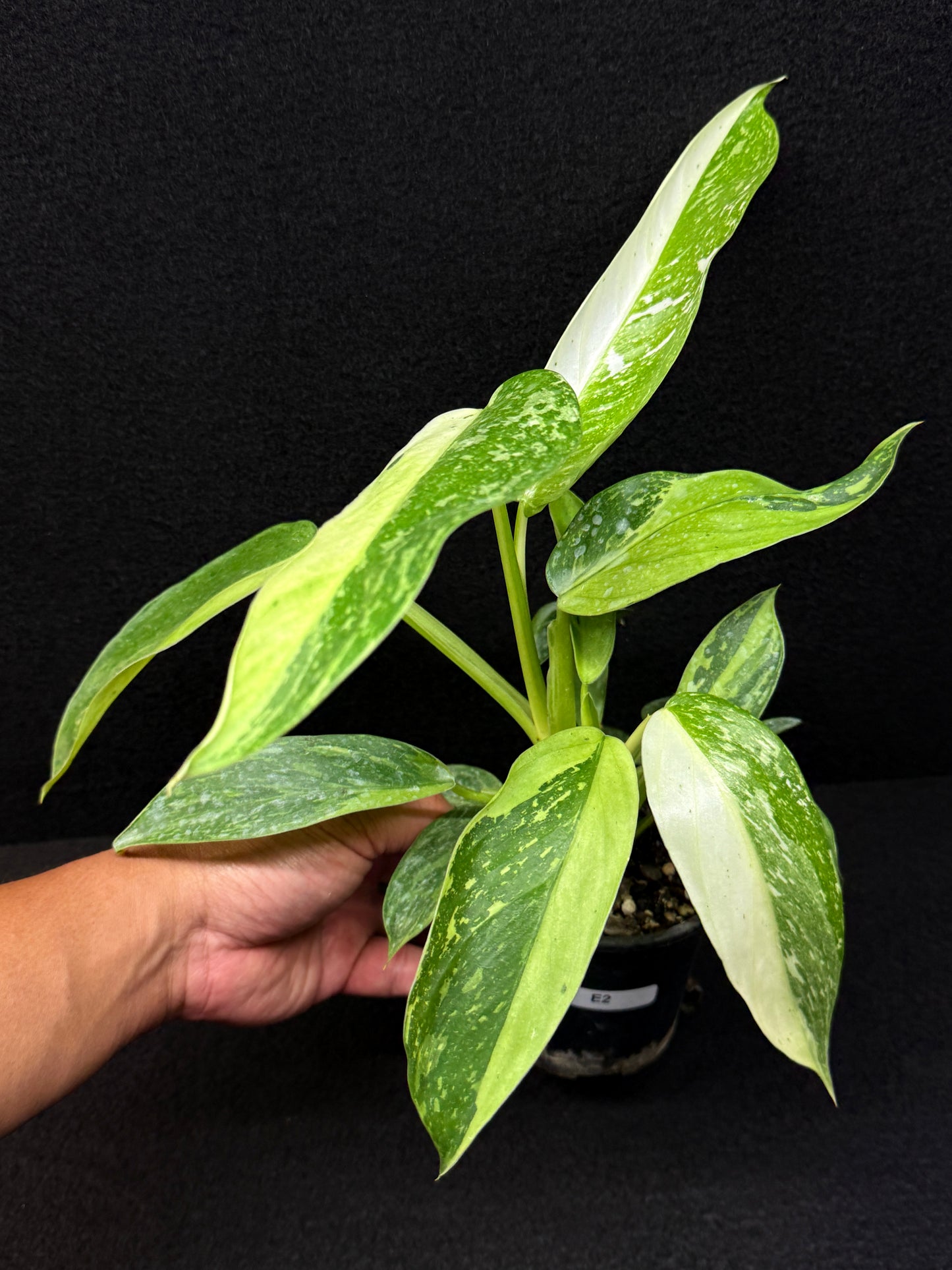 Philodendron 'Jose Buono' - NONTC Double Headed E2