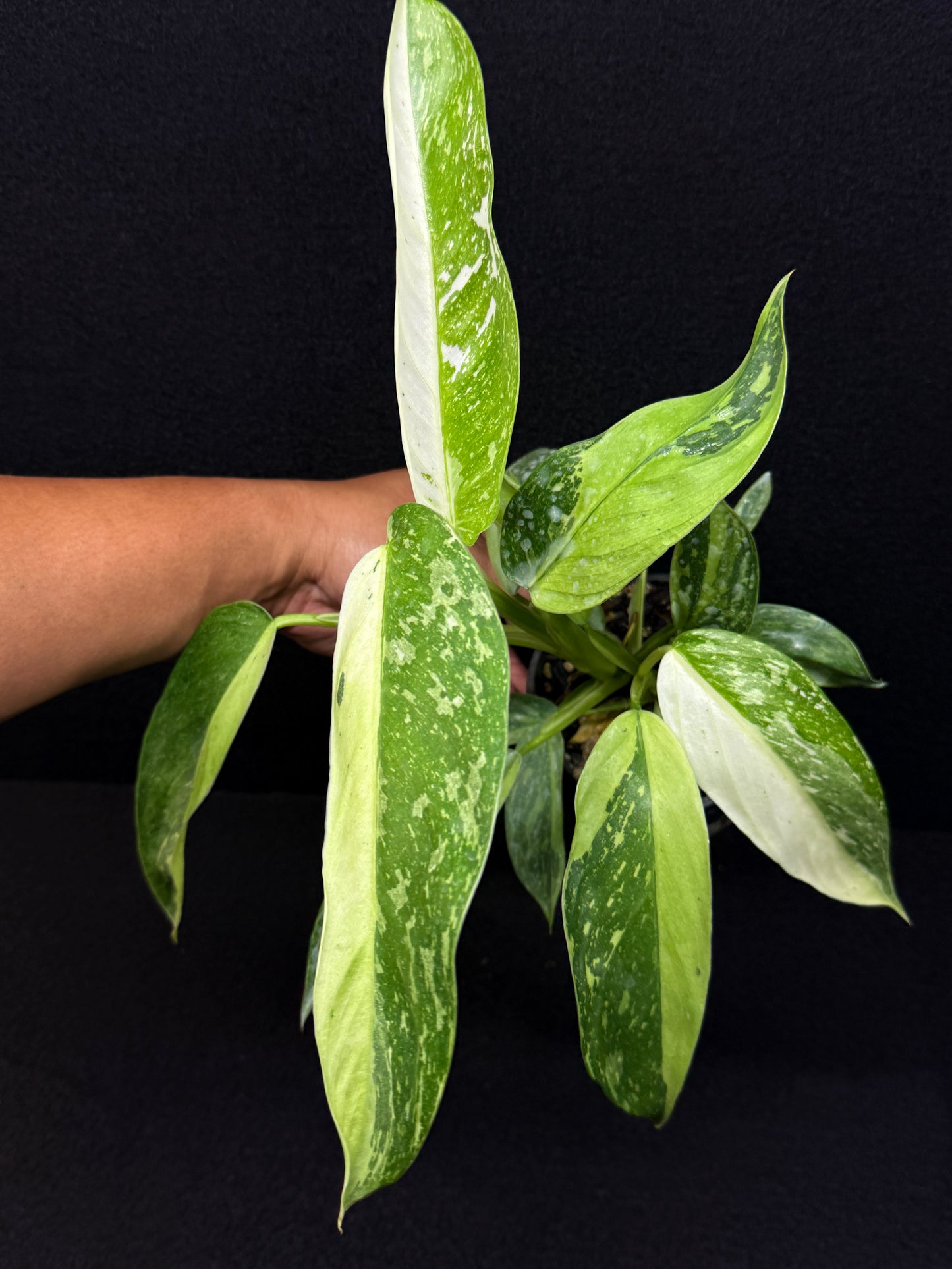 Philodendron 'Jose Buono' - NONTC Double Headed E2