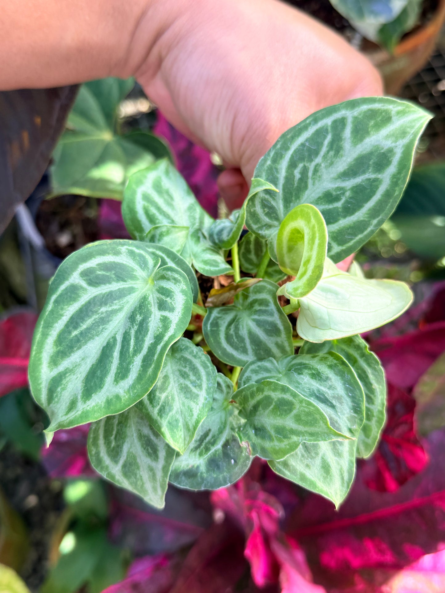 Anthurium crystallinum 'Dorayaki Miniature' O78
