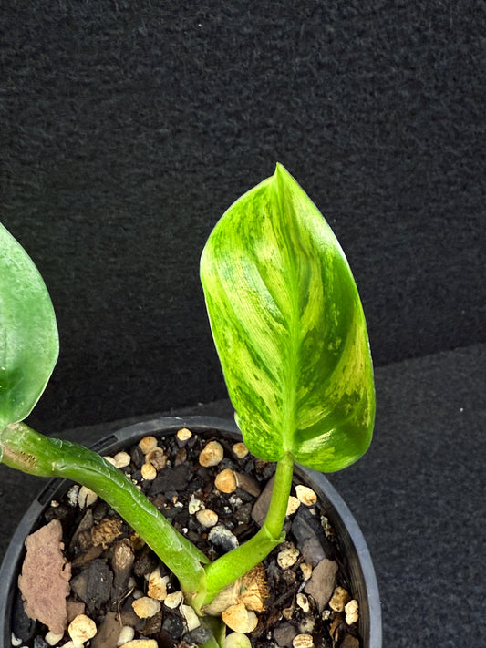 Philodendron subhastatum Variegata E3