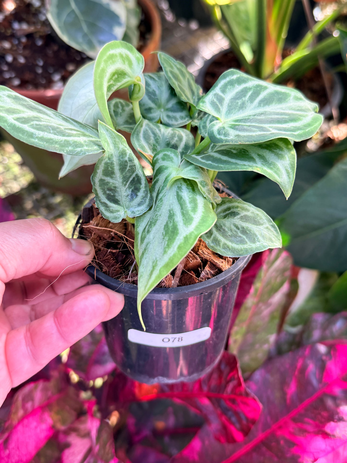 Anthurium crystallinum 'Dorayaki Miniature' O78