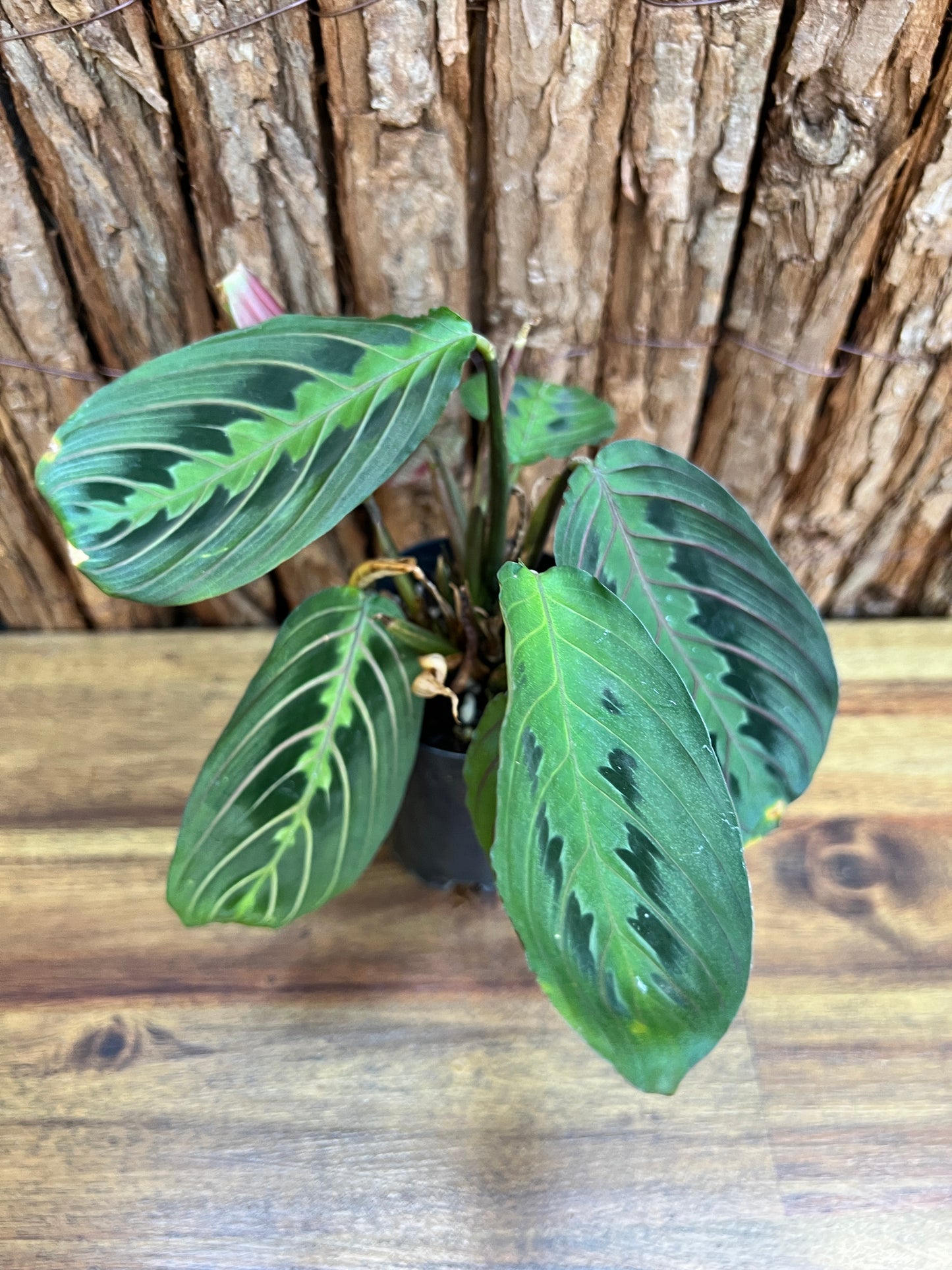 Maranta leuconeura var. erythroneura Red Vein Prayer Plant CL99