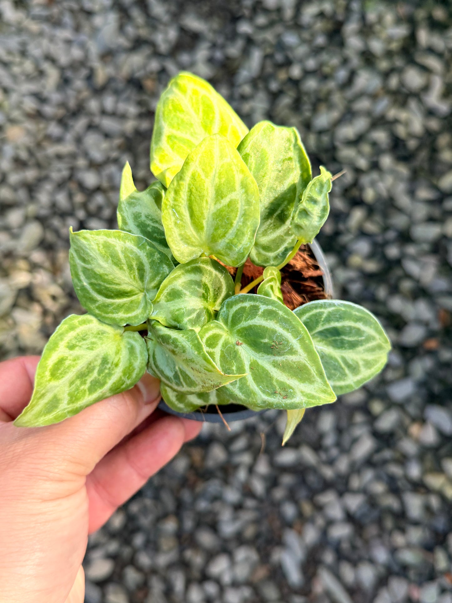 Anthurium crystallinum 'Dorayaki Miniature' O8