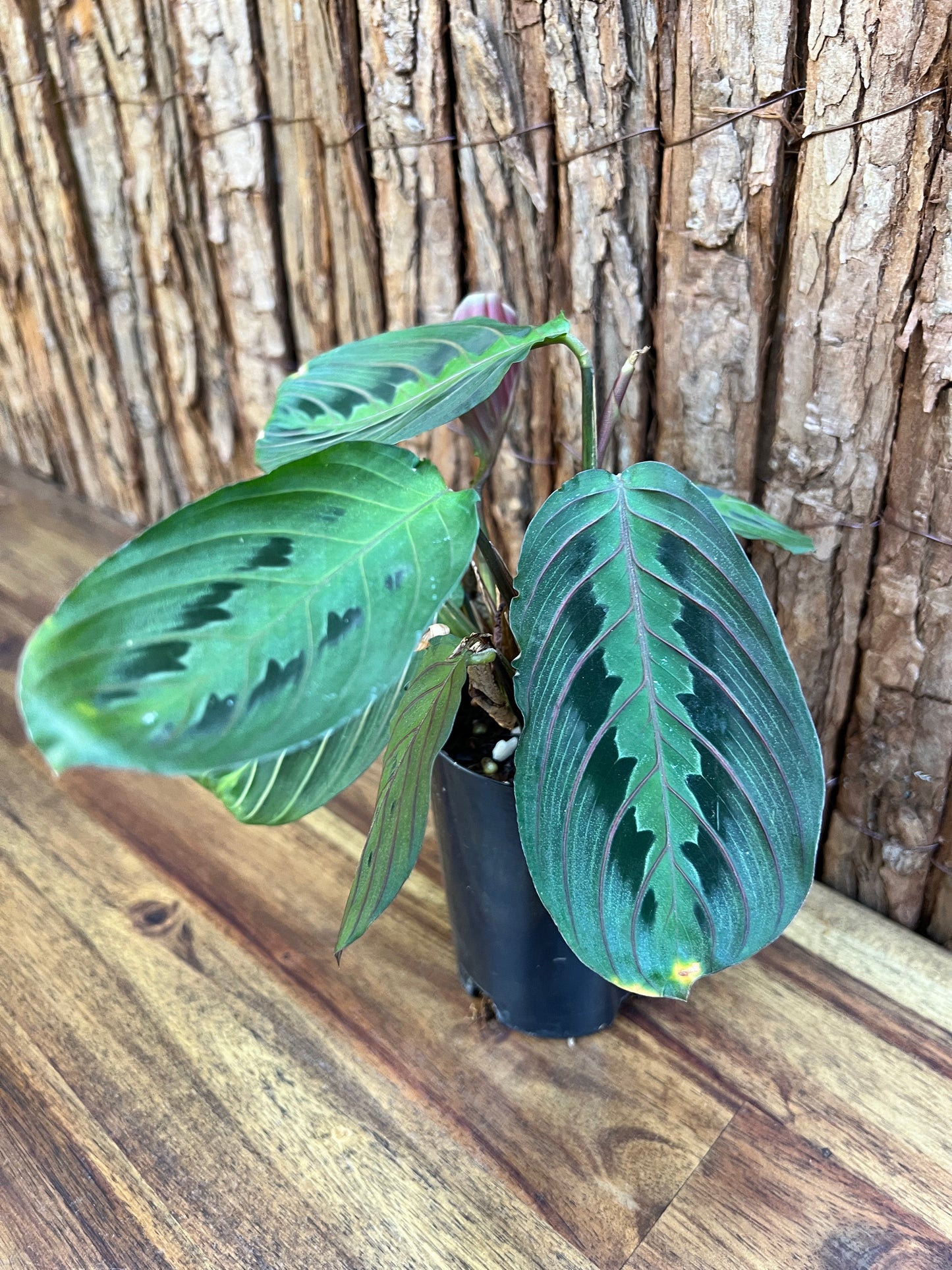 Maranta leuconeura var. erythroneura Red Vein Prayer Plant CL99