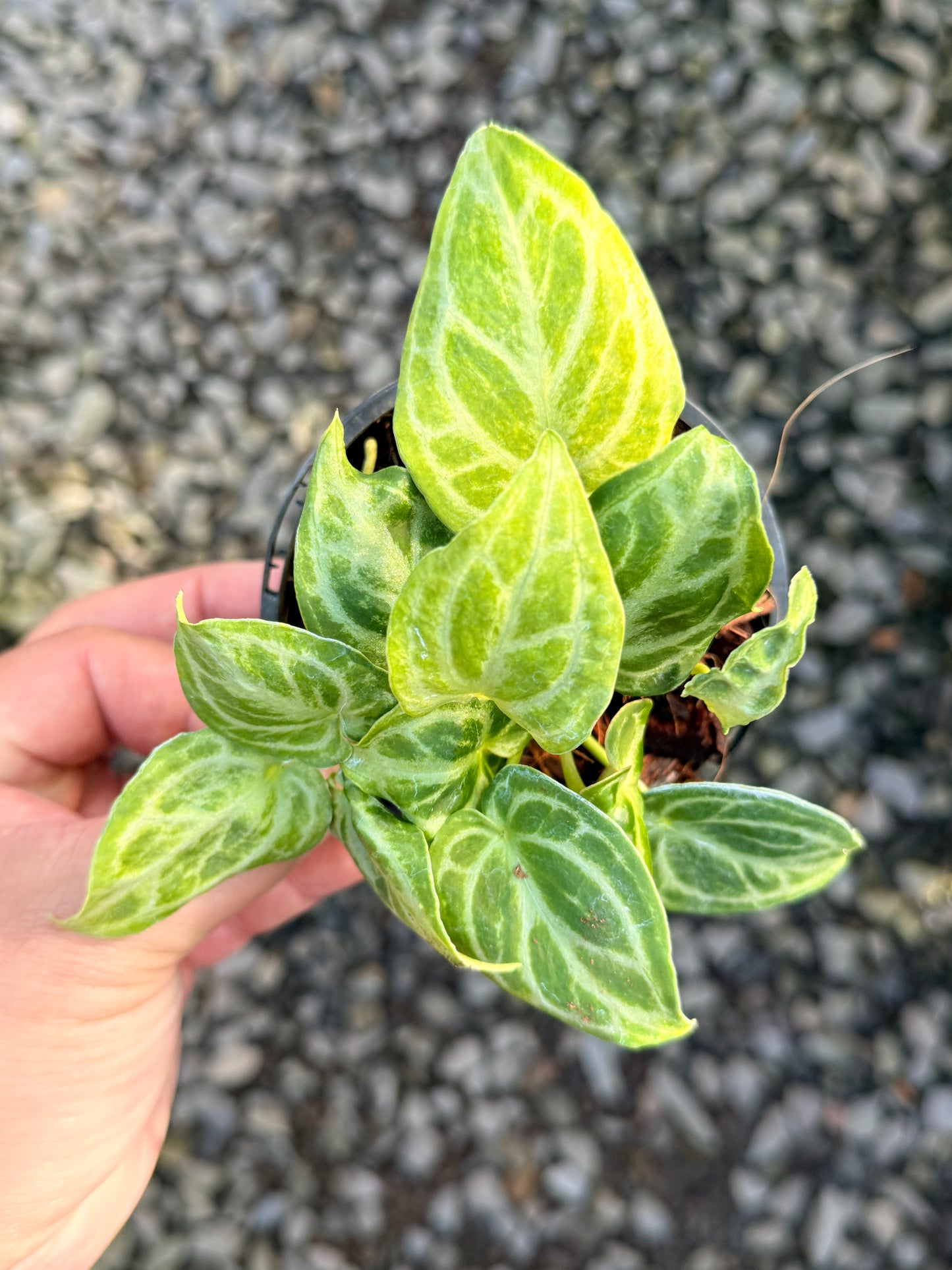 Anthurium crystallinum 'Dorayaki Miniature' O8