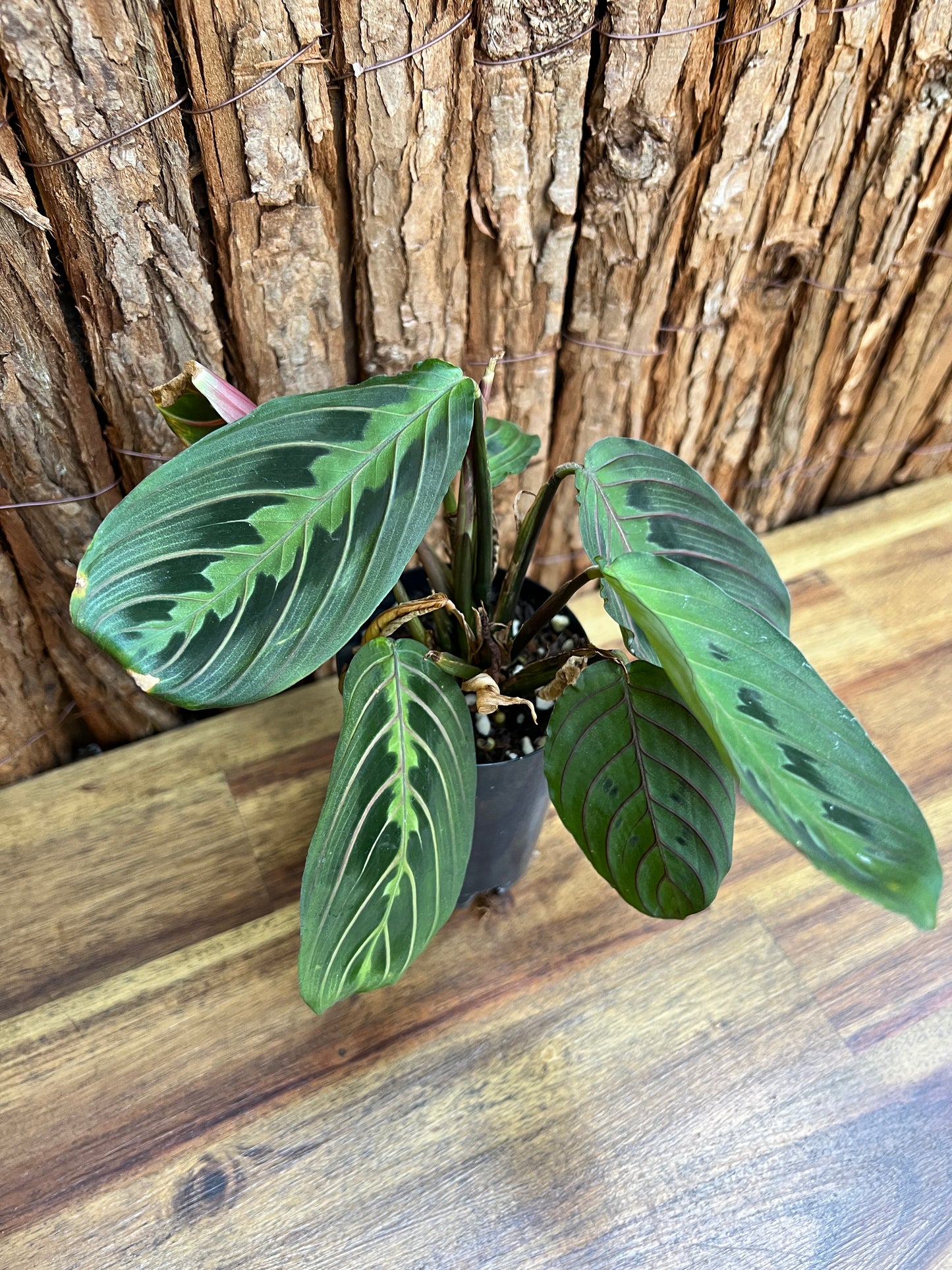 Maranta leuconeura var. erythroneura Red Vein Prayer Plant CL99