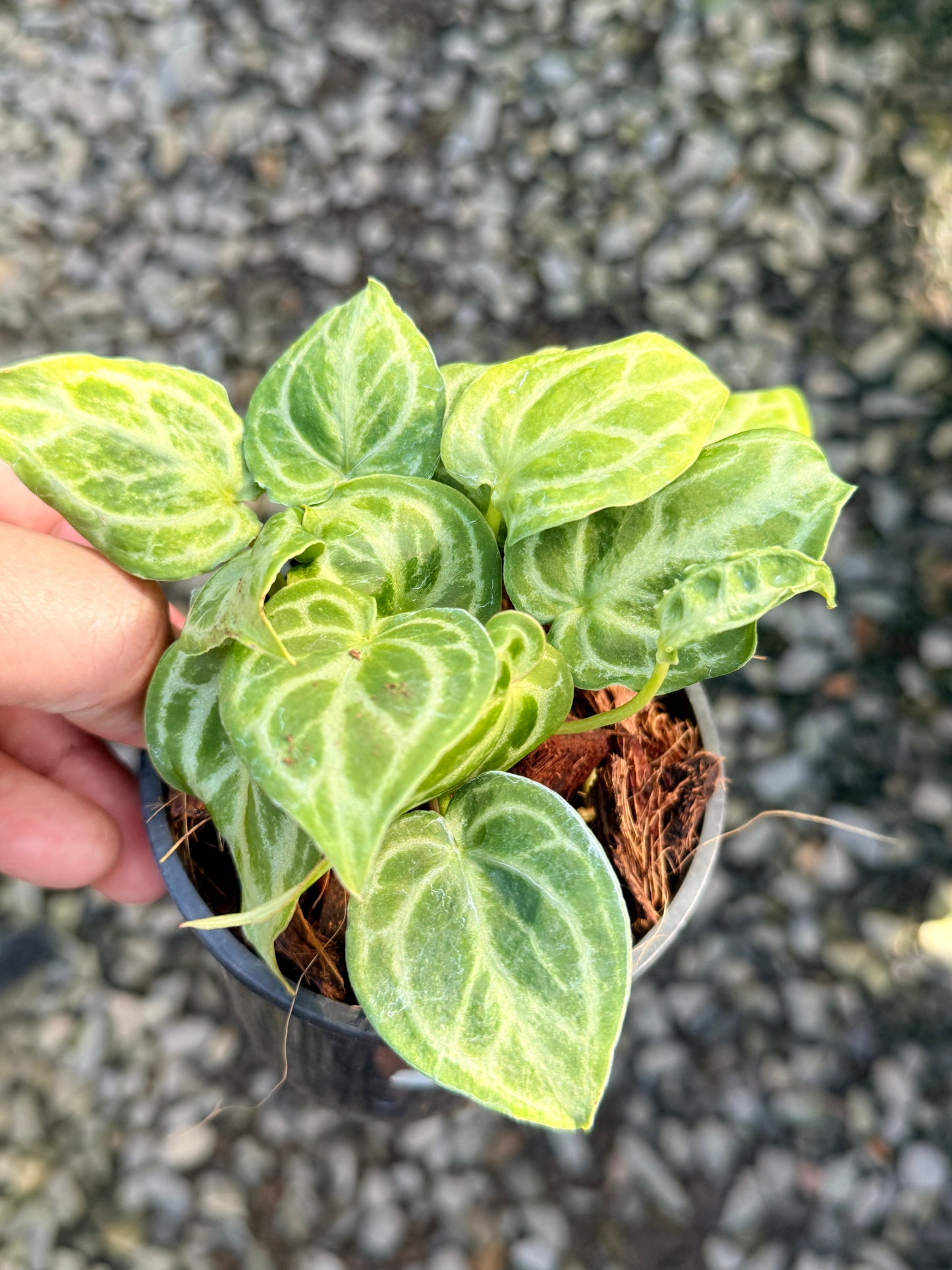 Anthurium crystallinum 'Dorayaki Miniature' O8
