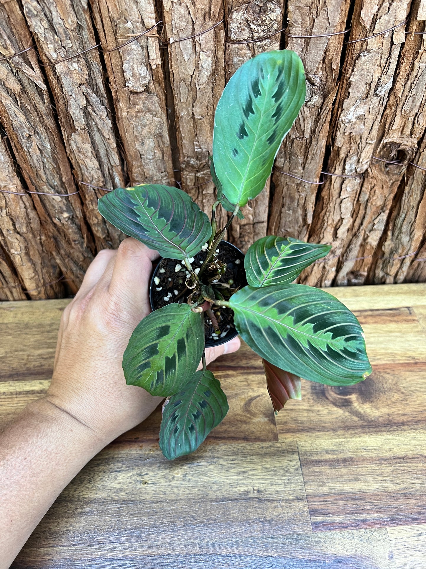 Maranta leuconeura var. erythroneura Red Vein Prayer Plant CL99