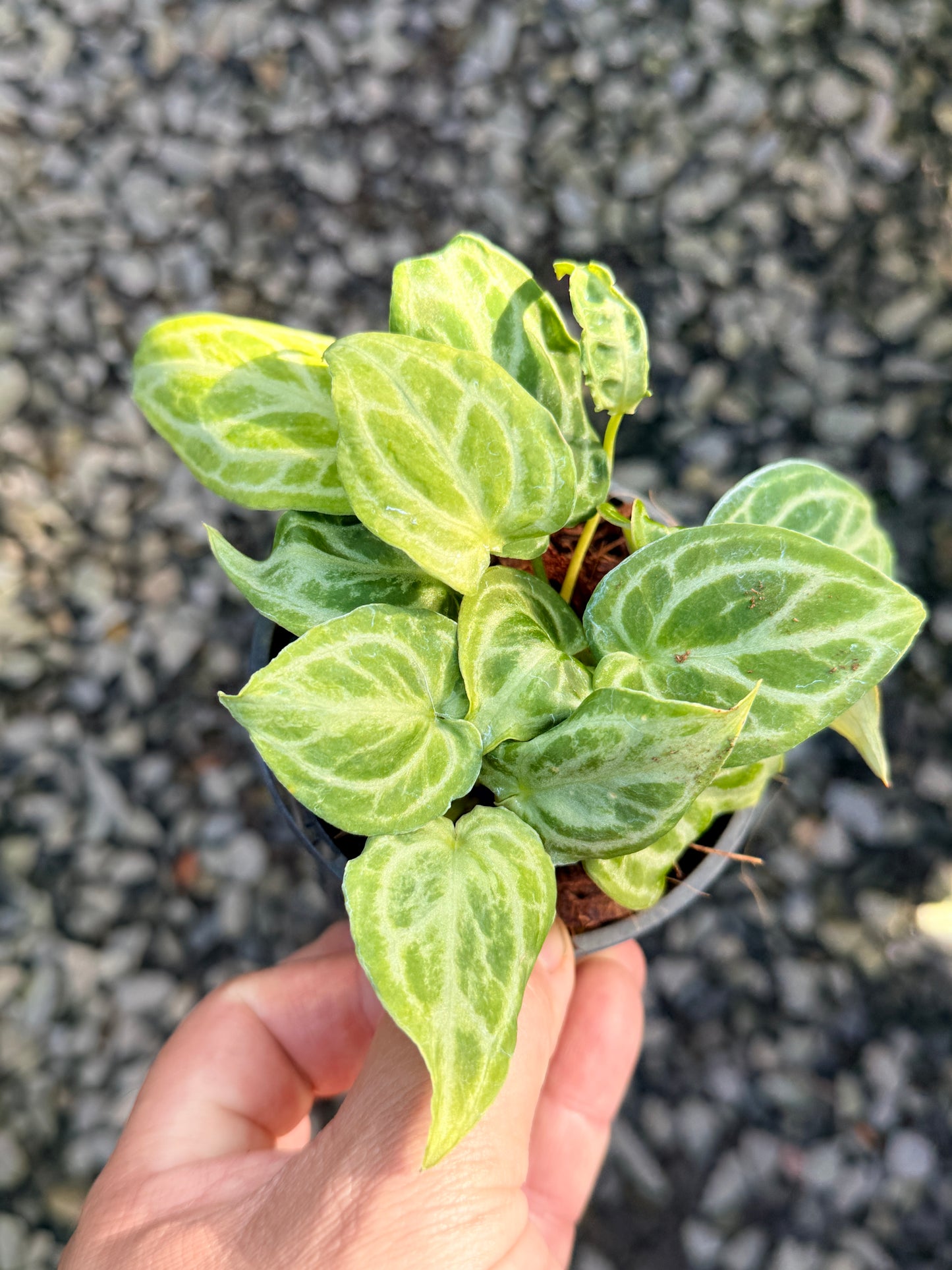 Anthurium crystallinum 'Dorayaki Miniature' O8