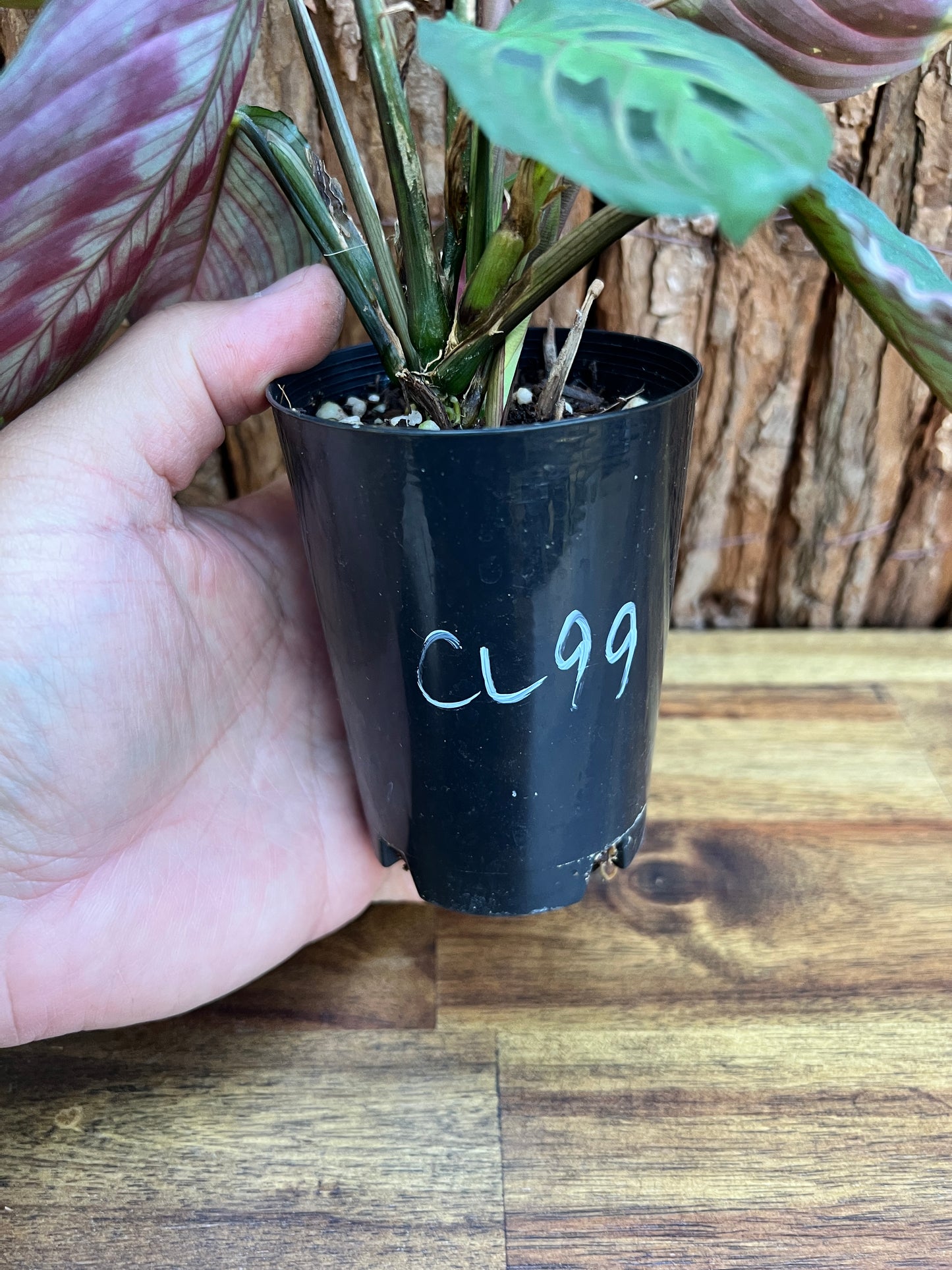 Maranta leuconeura var. erythroneura Red Vein Prayer Plant CL99