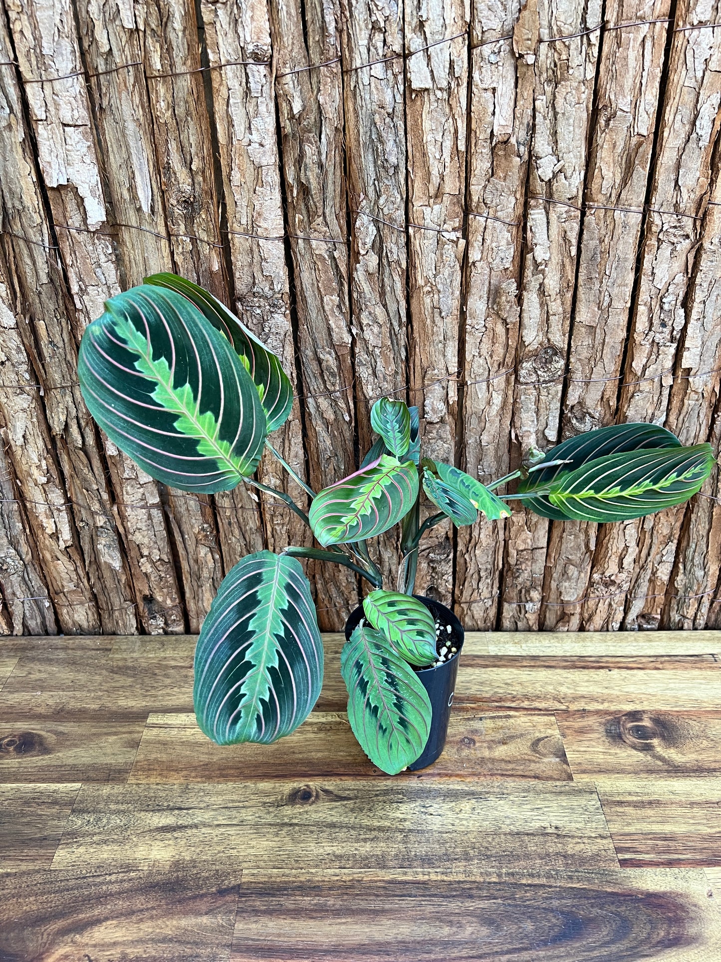 Maranta leuconeura var. erythroneura Red Vein Prayer Plant CL100