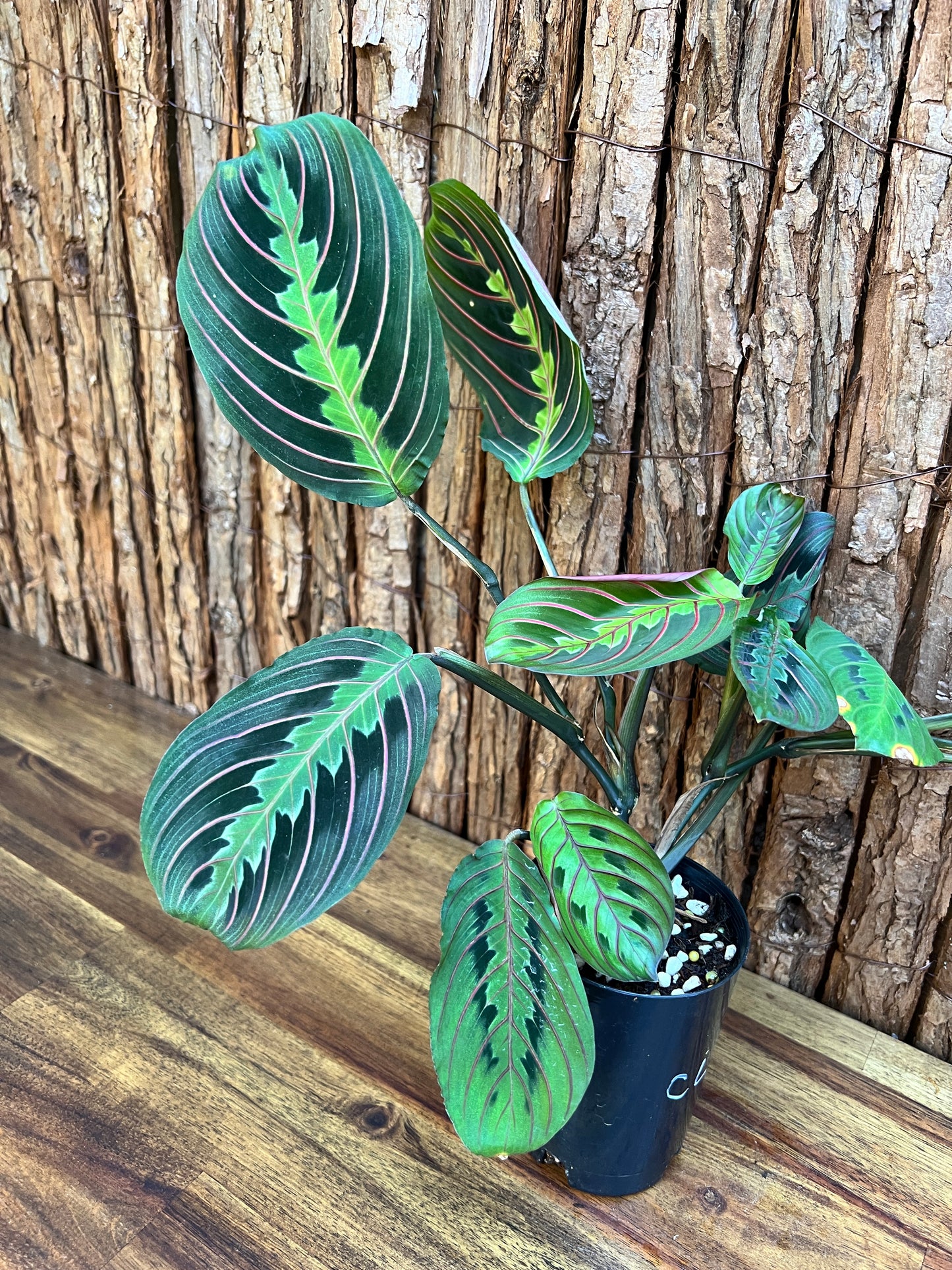 Maranta leuconeura var. erythroneura Red Vein Prayer Plant CL100