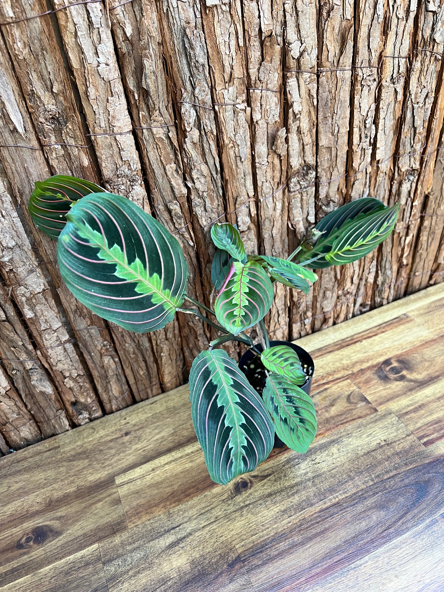 Maranta leuconeura var. erythroneura Red Vein Prayer Plant CL100