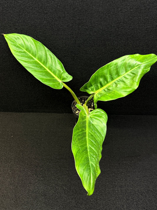 Philodendron subhastatum Variegata E4
