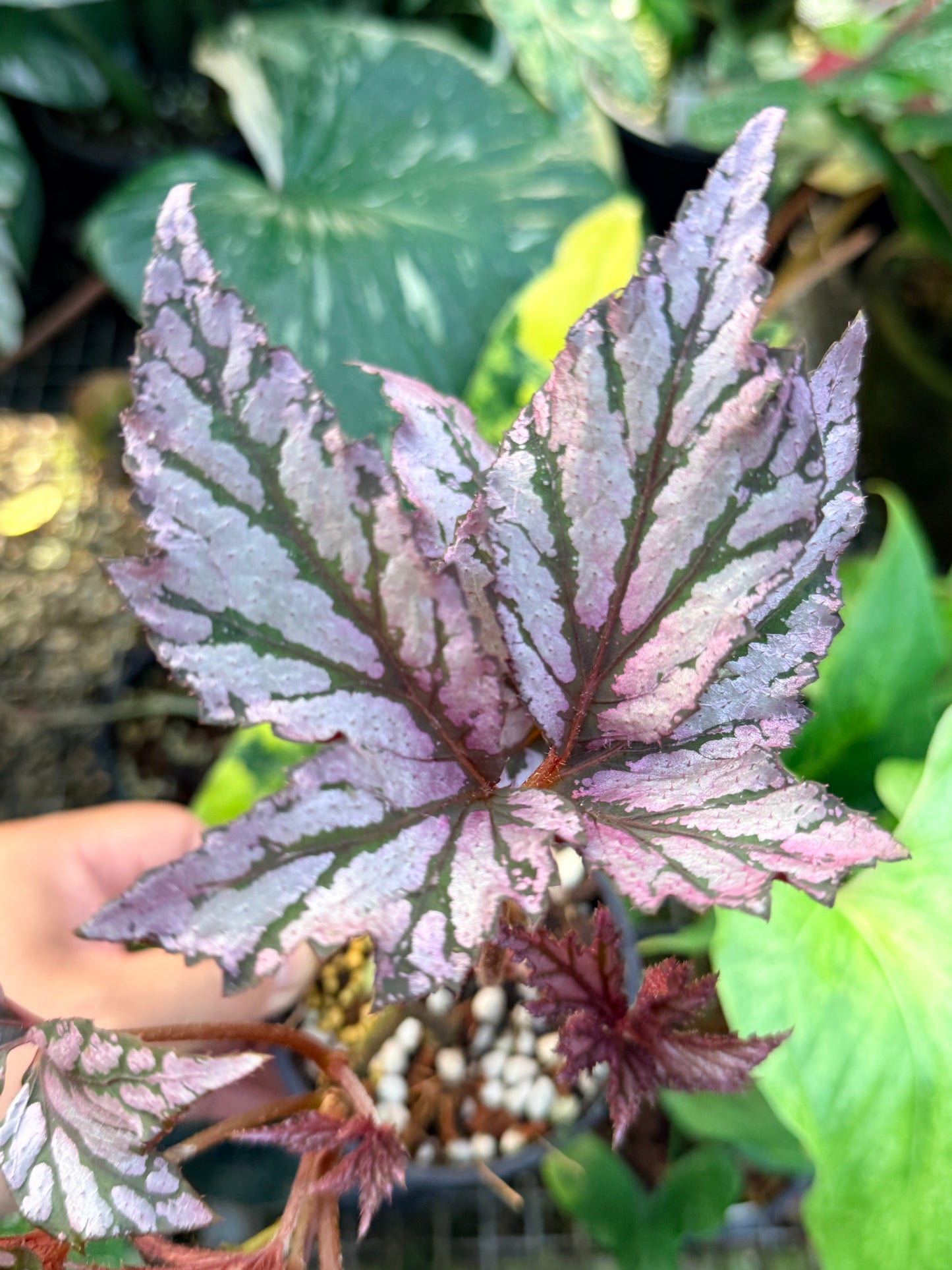 Begonia 'Bewitched Pink' P5