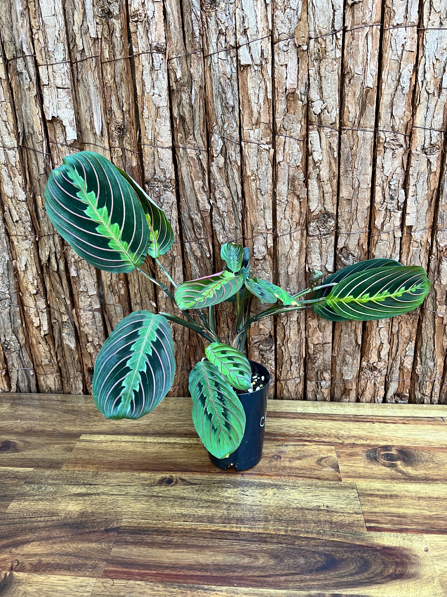 Maranta leuconeura var. erythroneura Red Vein Prayer Plant CL100