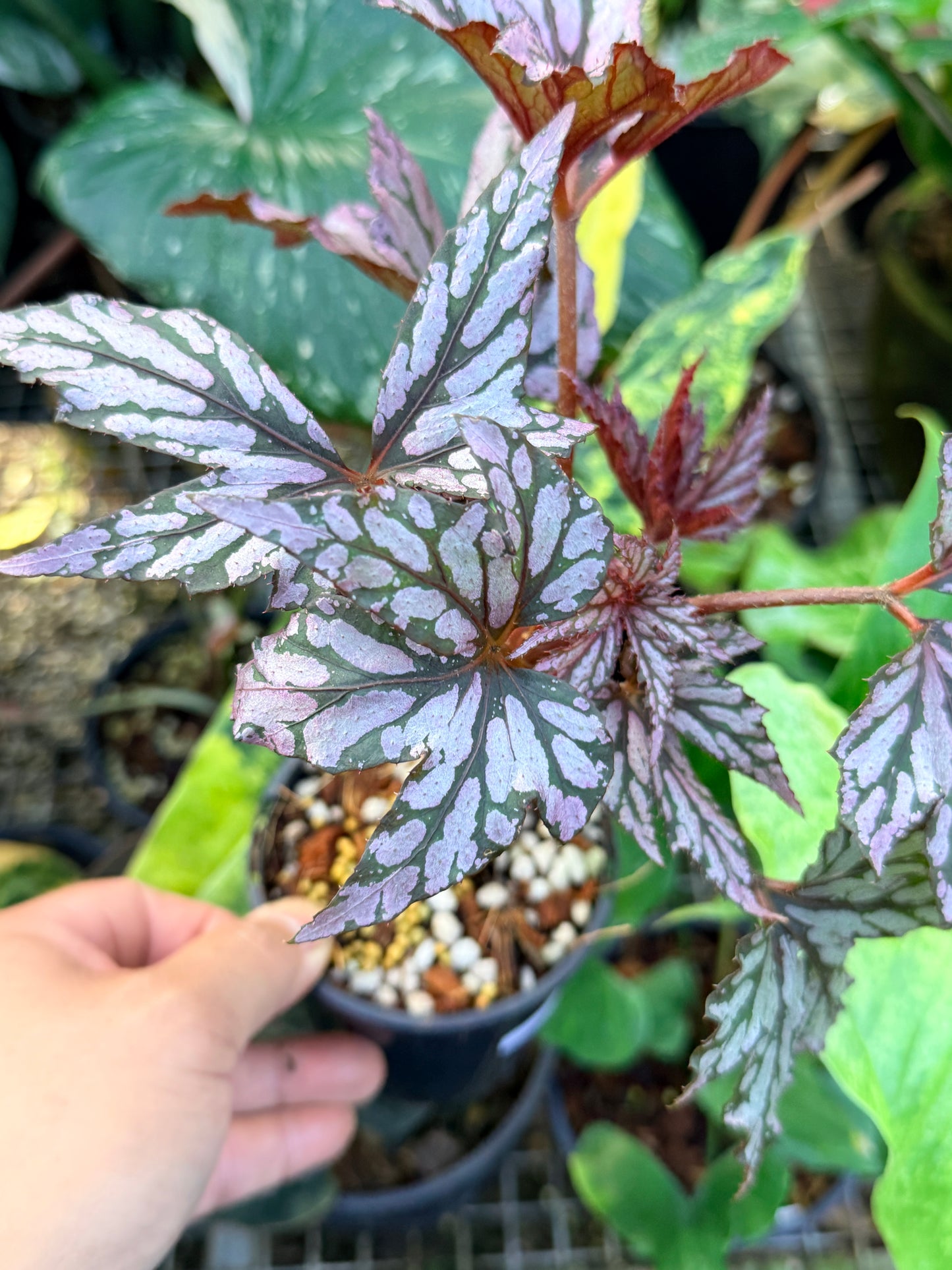 Begonia 'Bewitched Pink' P5