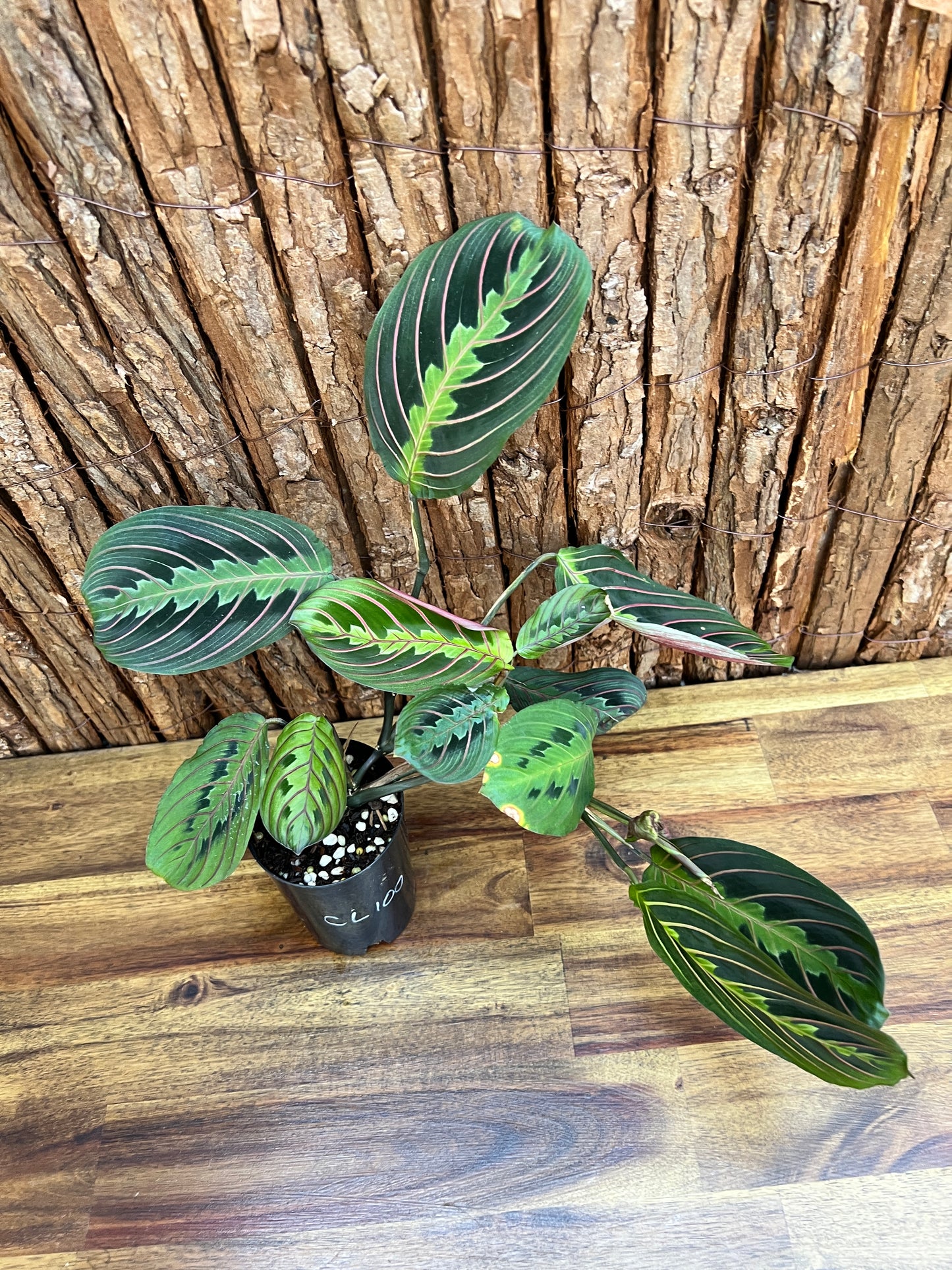 Maranta leuconeura var. erythroneura Red Vein Prayer Plant CL100