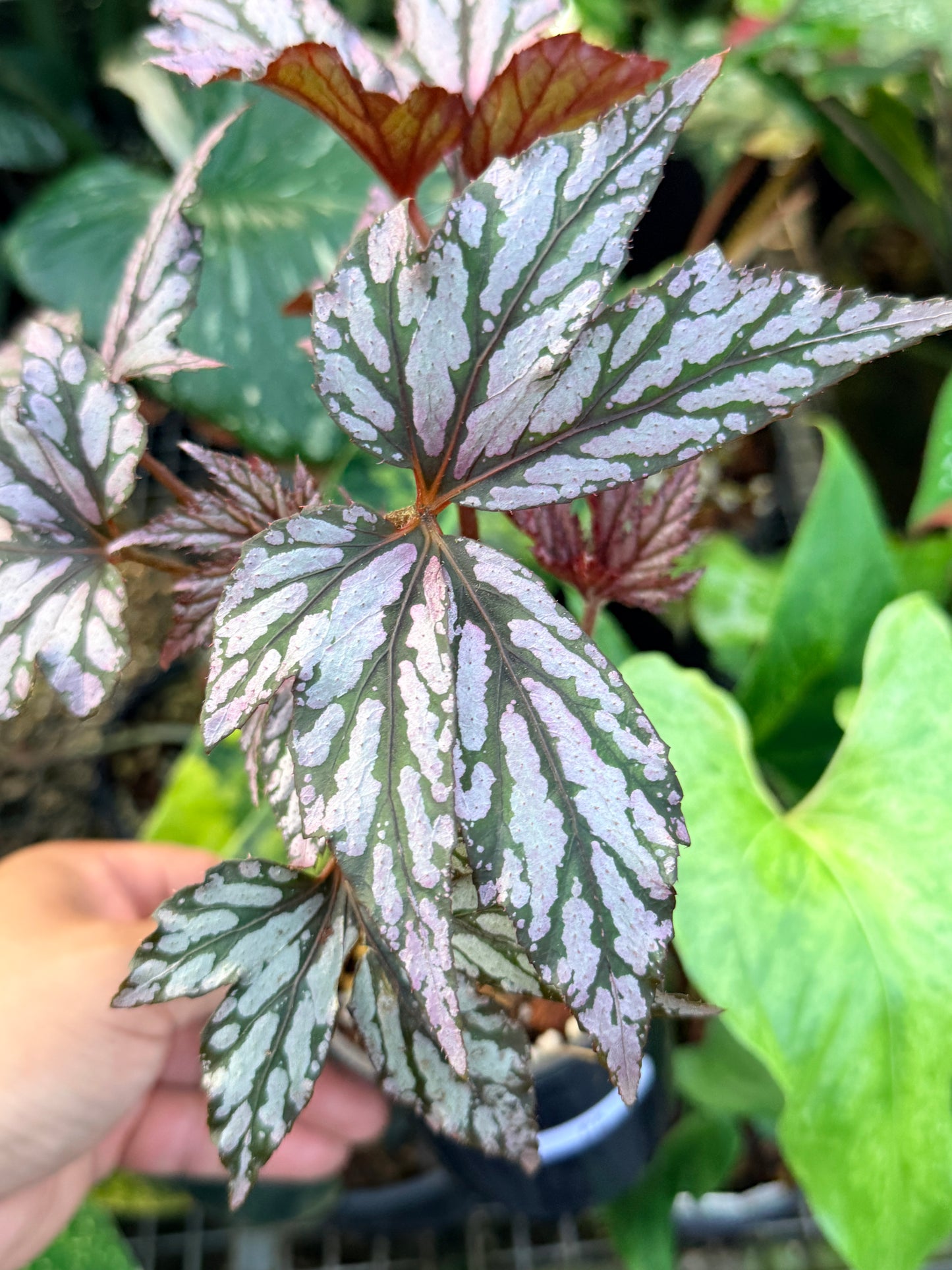 Begonia 'Bewitched Pink' P5