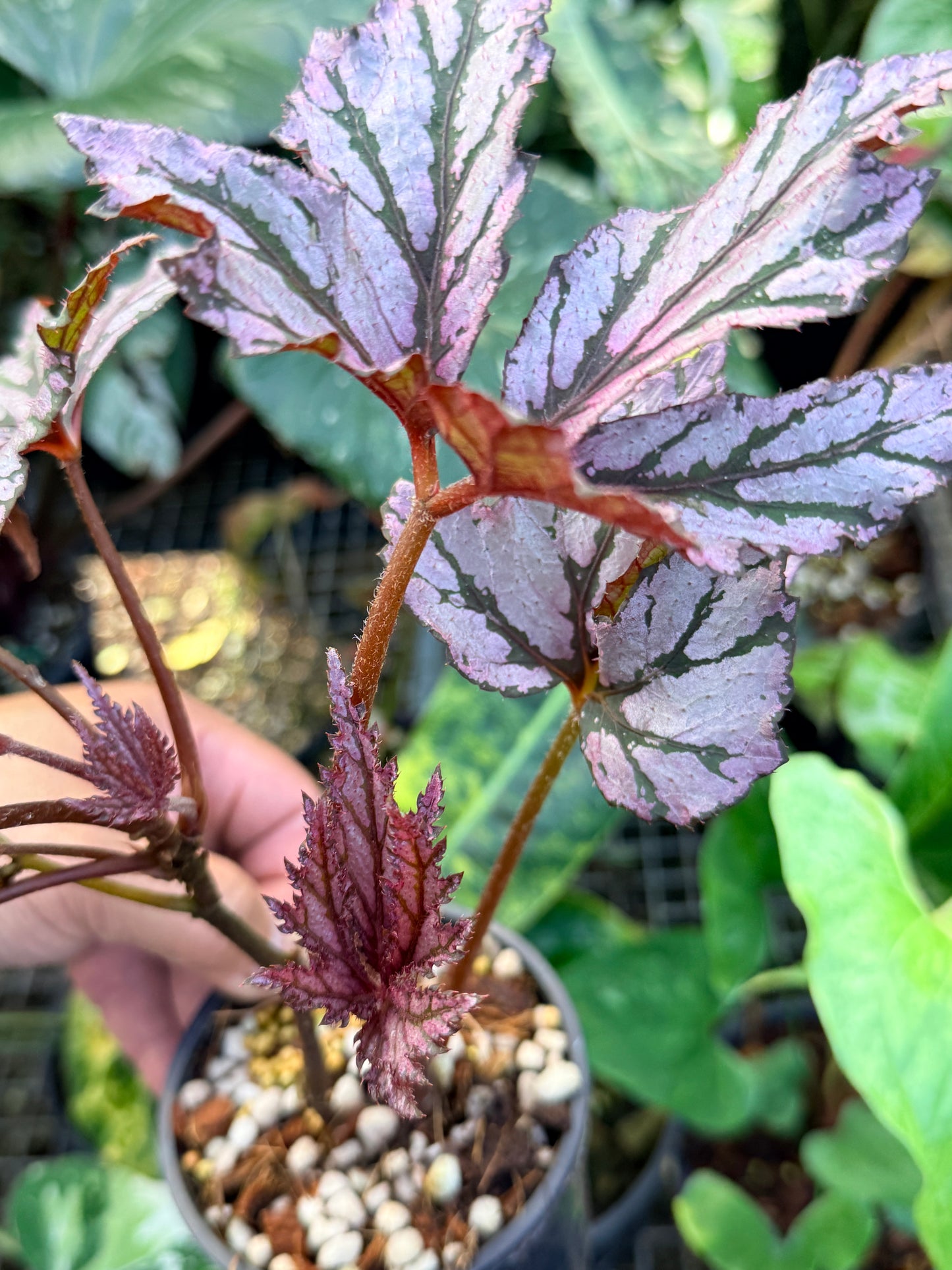 Begonia 'Bewitched Pink' P5
