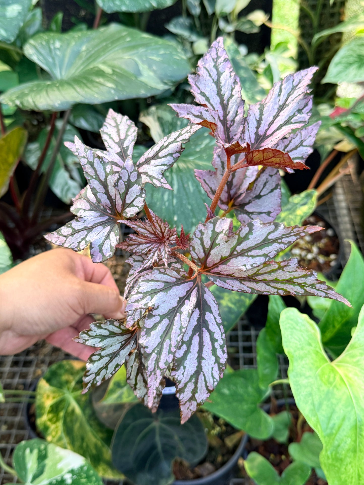 Begonia 'Bewitched Pink' P5